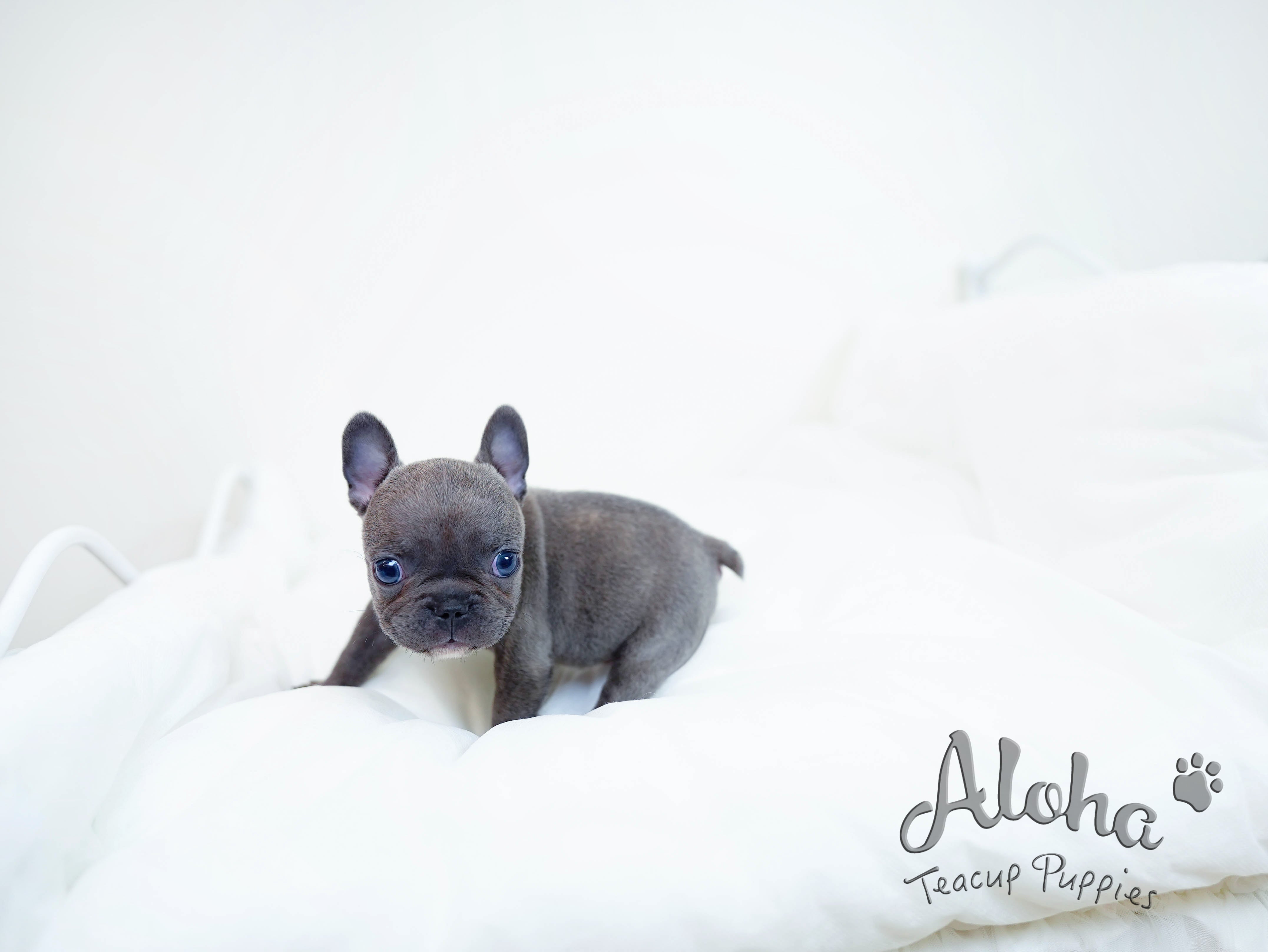 Bentley [TEACUP French]