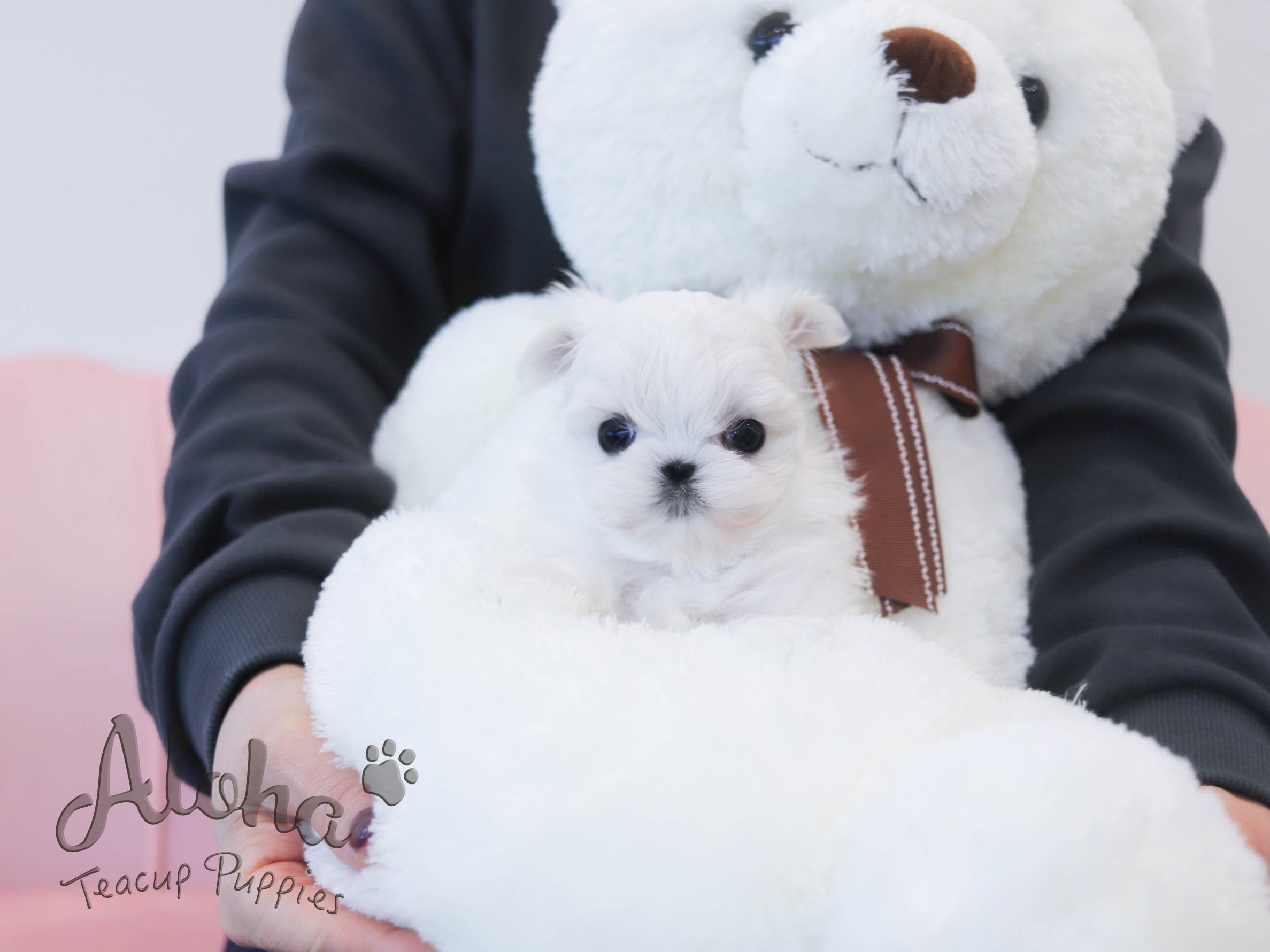 Zeus [TEACUP MALTESE]
