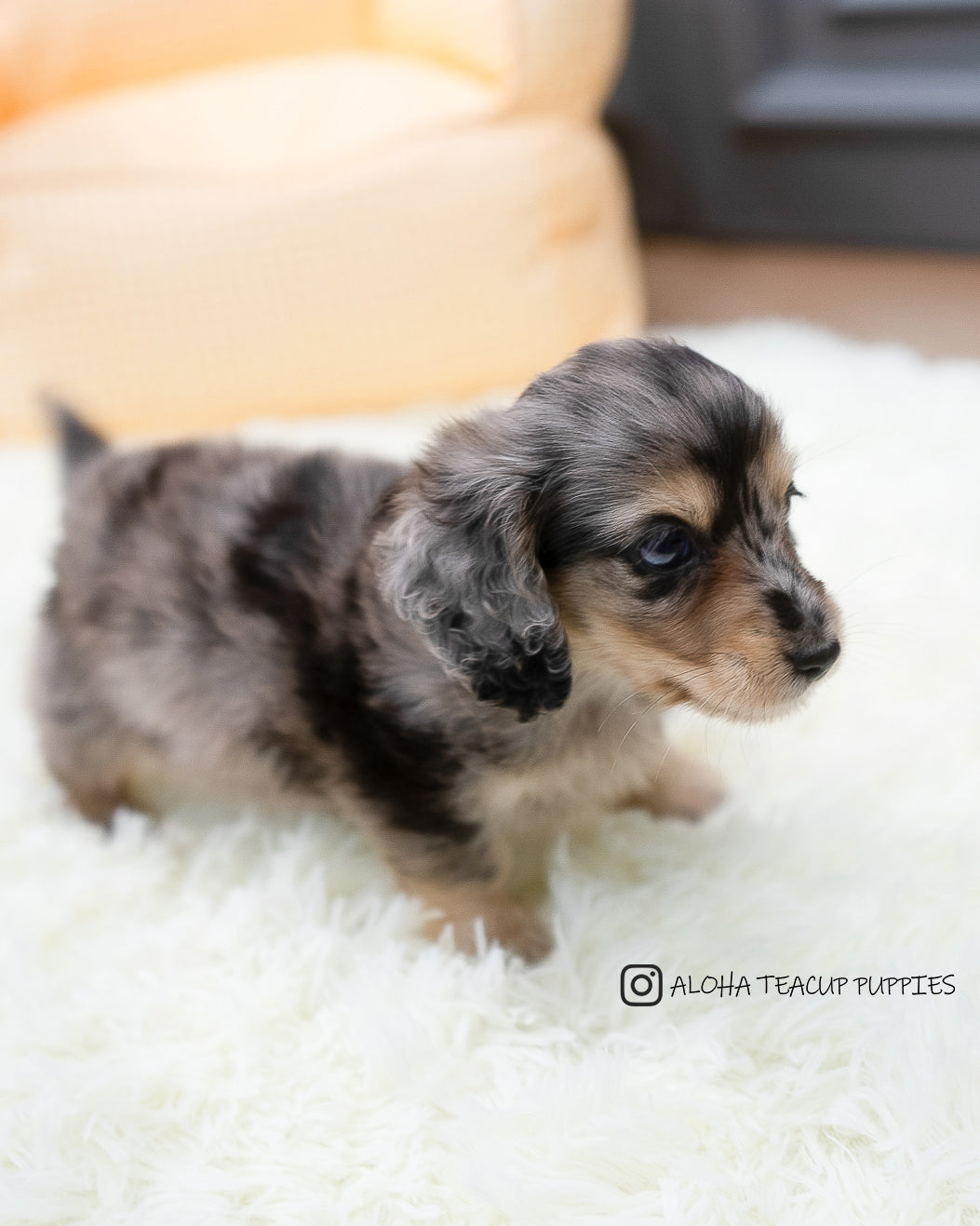 Cállate [DACHSHUND TAZA DE TÉ]