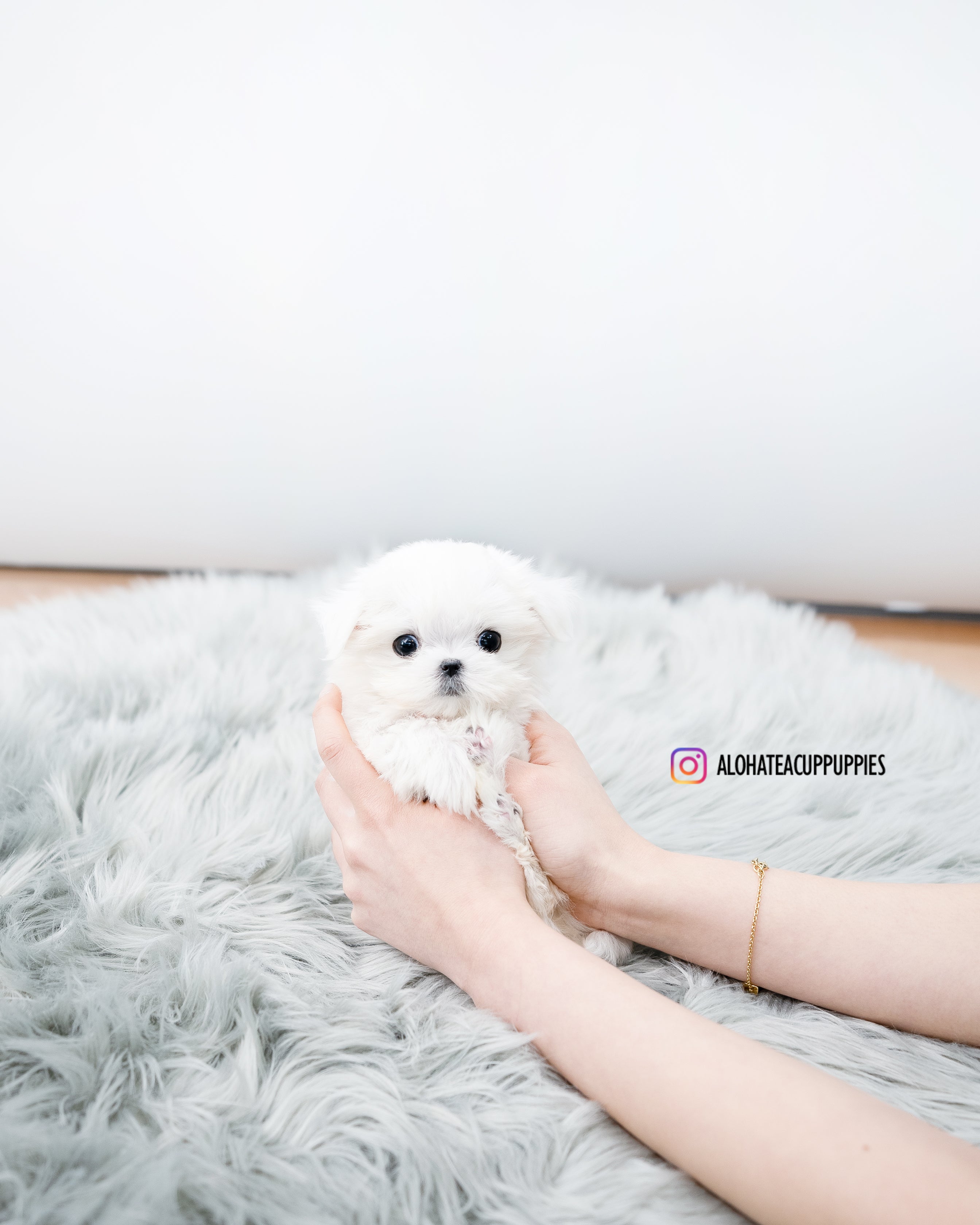 Aimee [TEACUP MALTESE]
