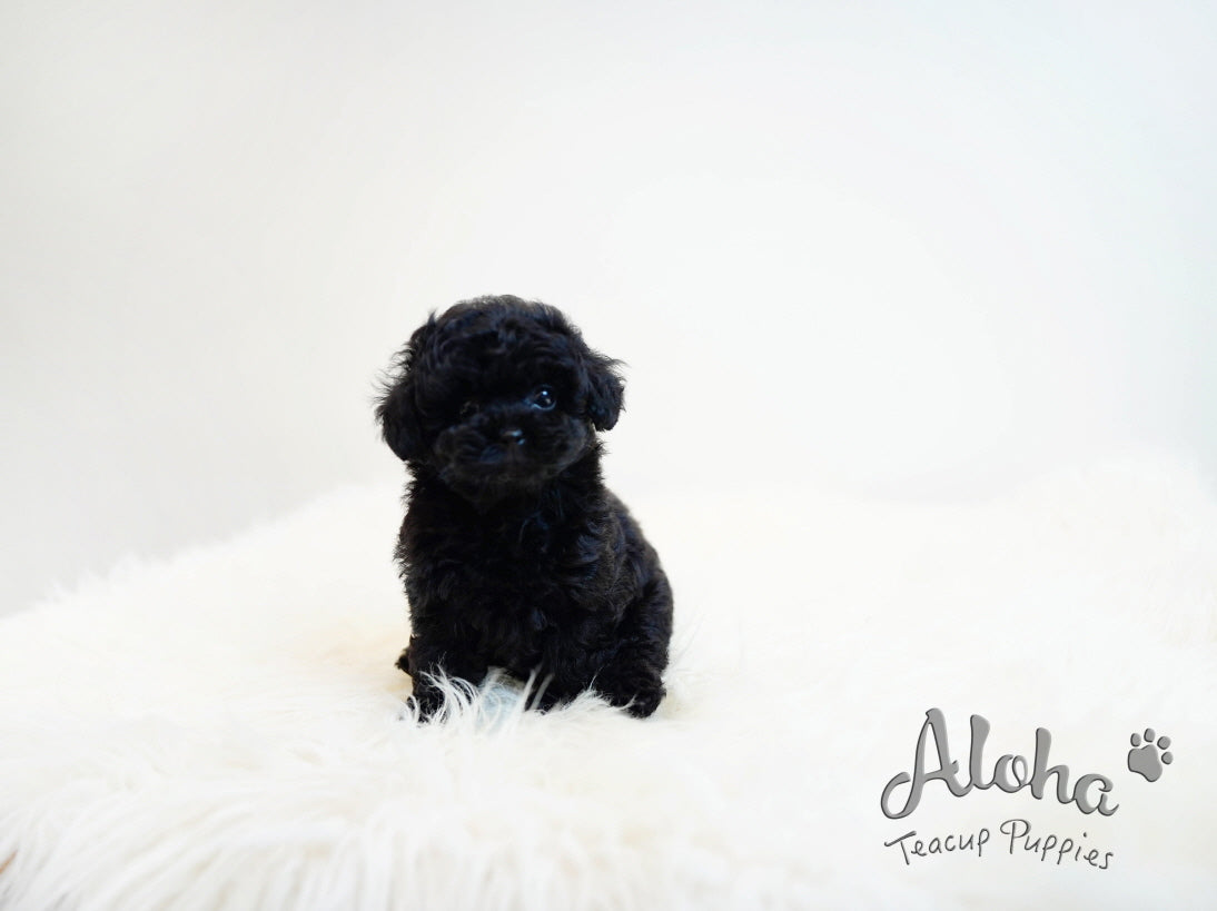 Pony [TEACUP POODLE]
