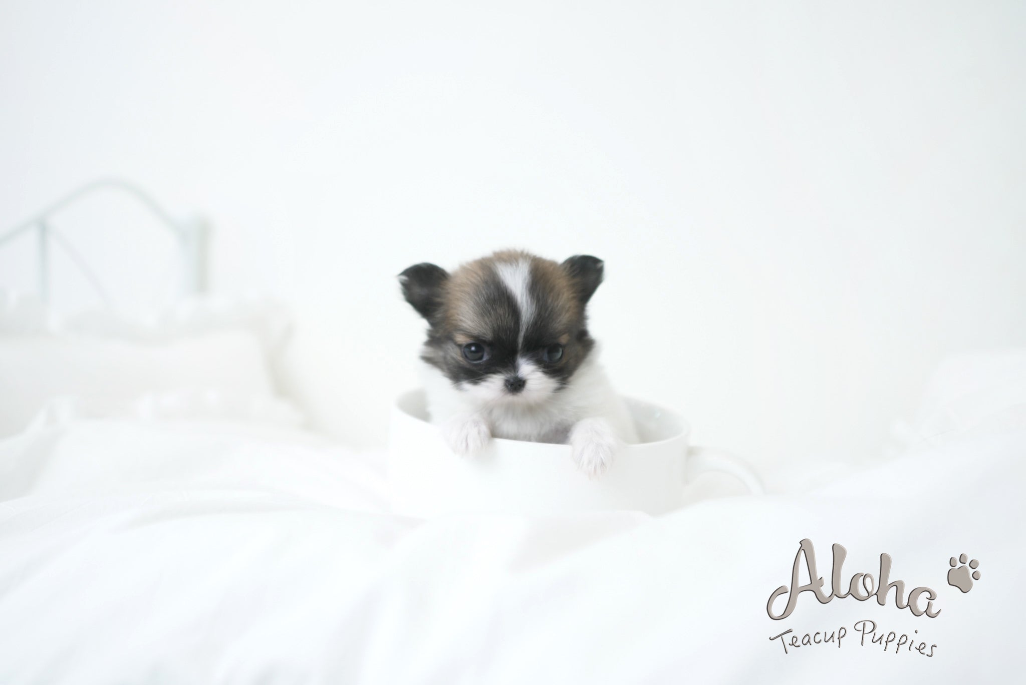 Cherry [TEACUP CHIHUAHUA]