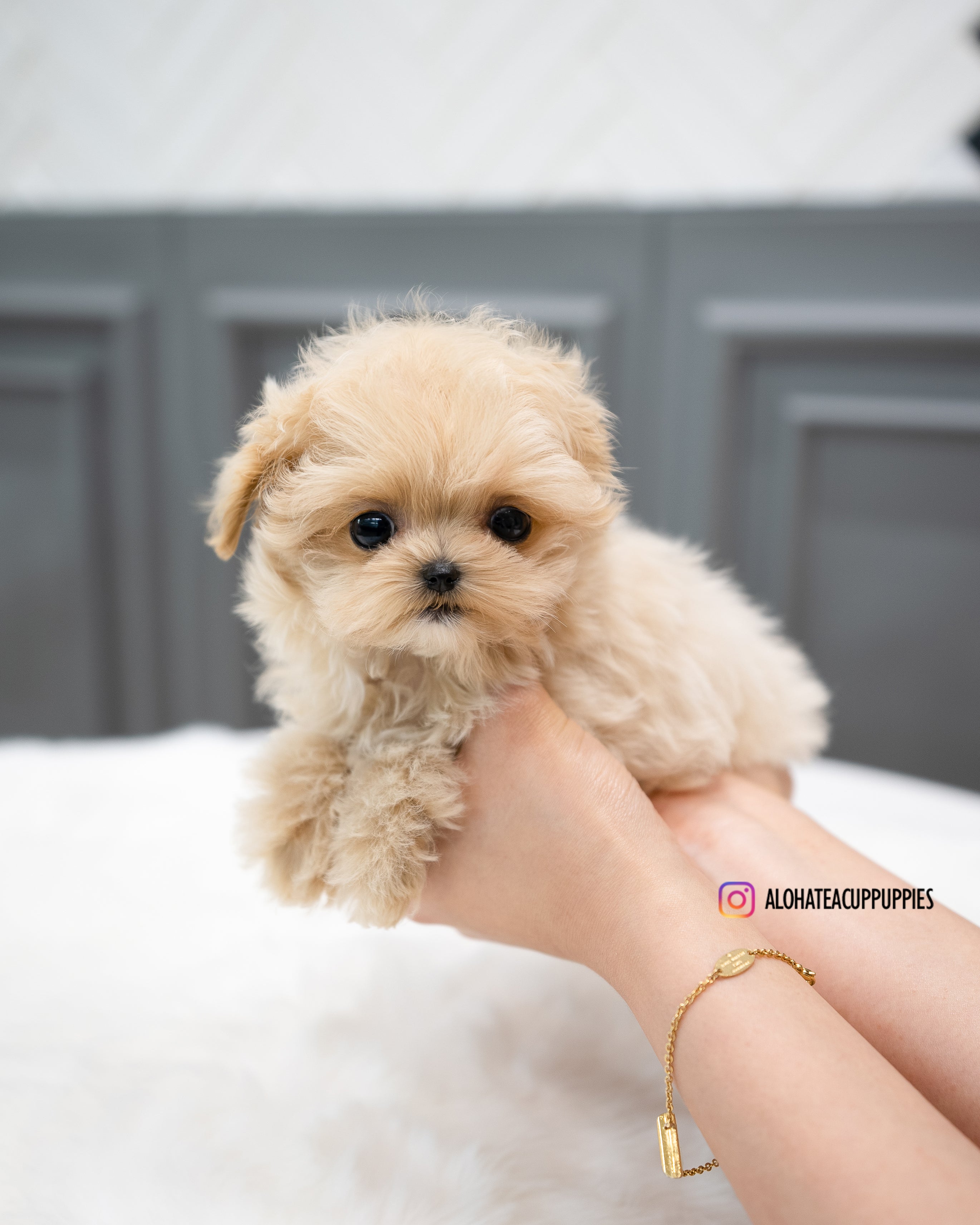 Sofia [TEACUP MALTIPOO]