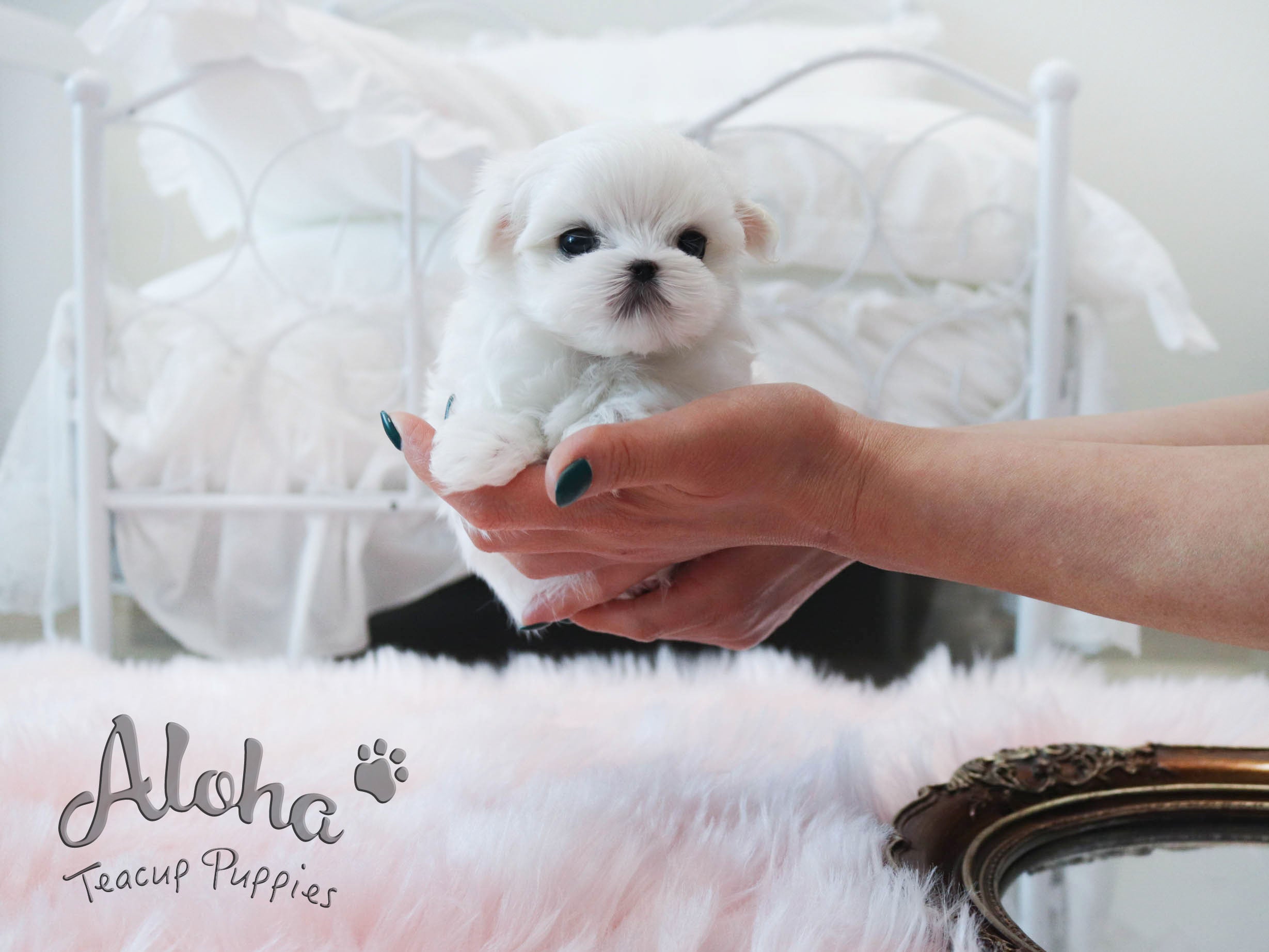 Montblanc [TEACUP MALTESE]