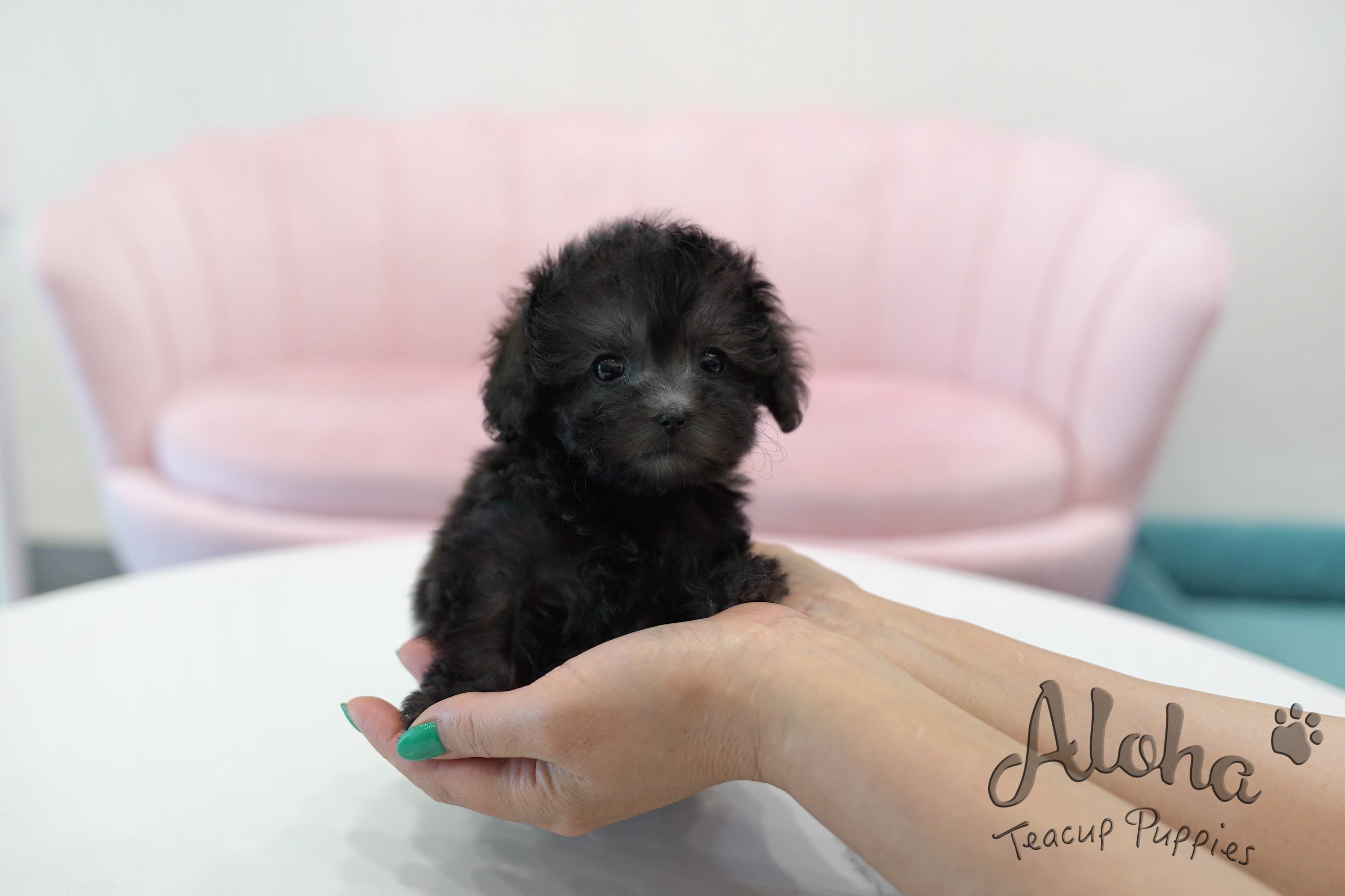 Tiramisu [TEACUP POODLE]