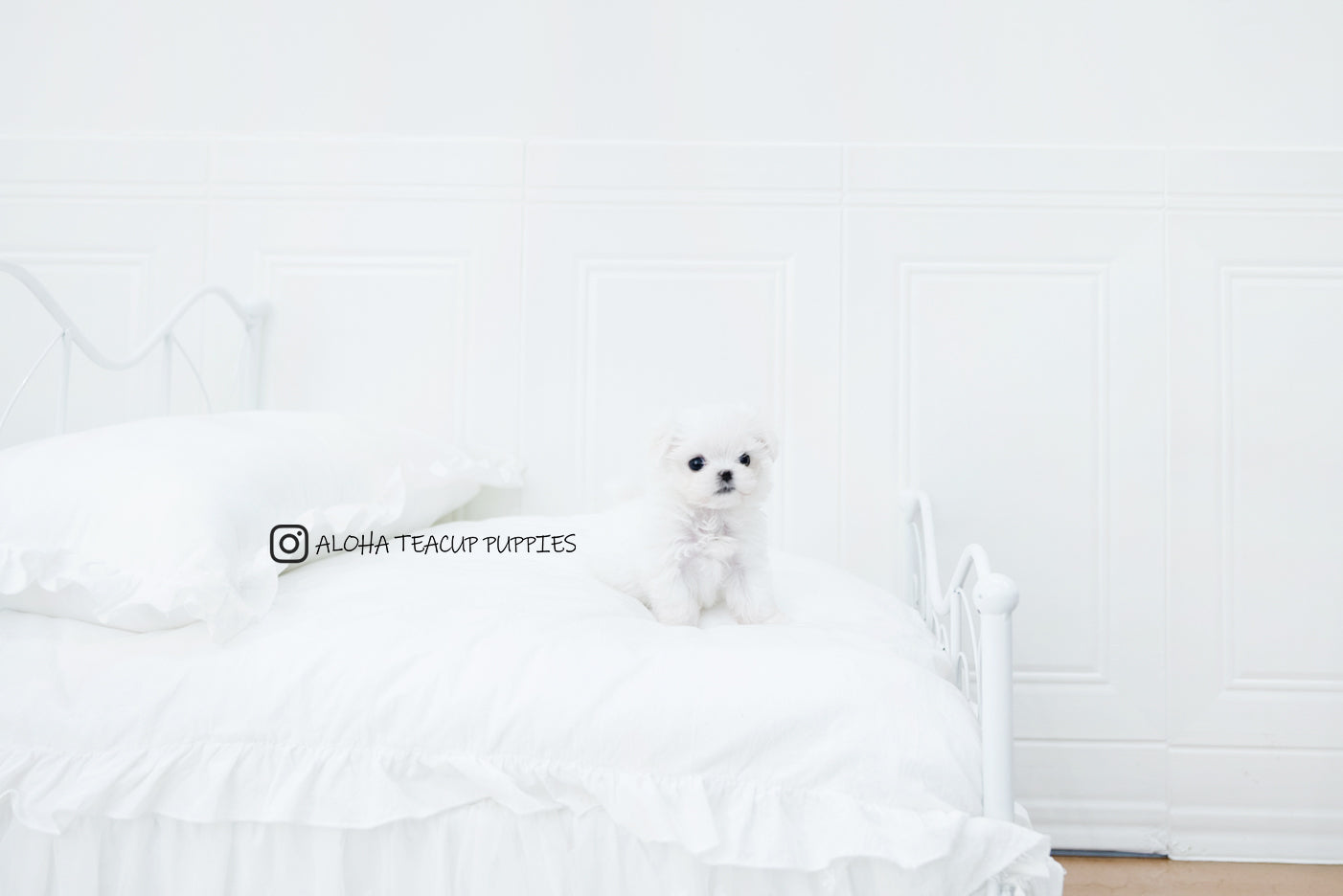 Asher [TEACUP MALTESE]