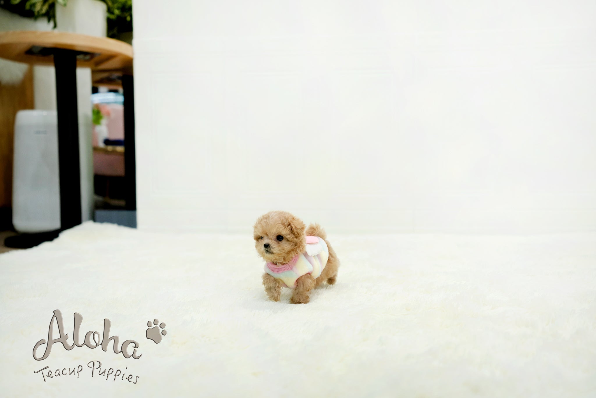 Isaac [TEACUP MALTIPOO]