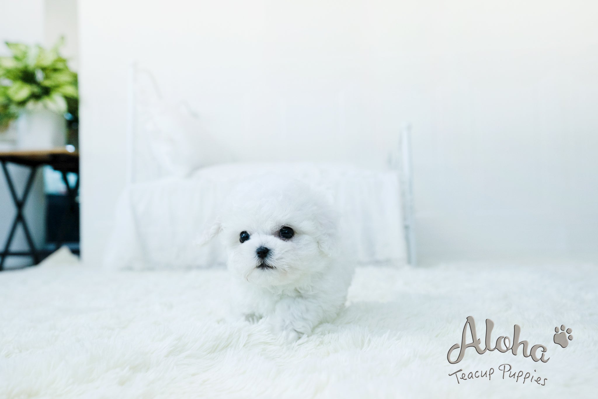 Lyle [TEACUP BICHON]