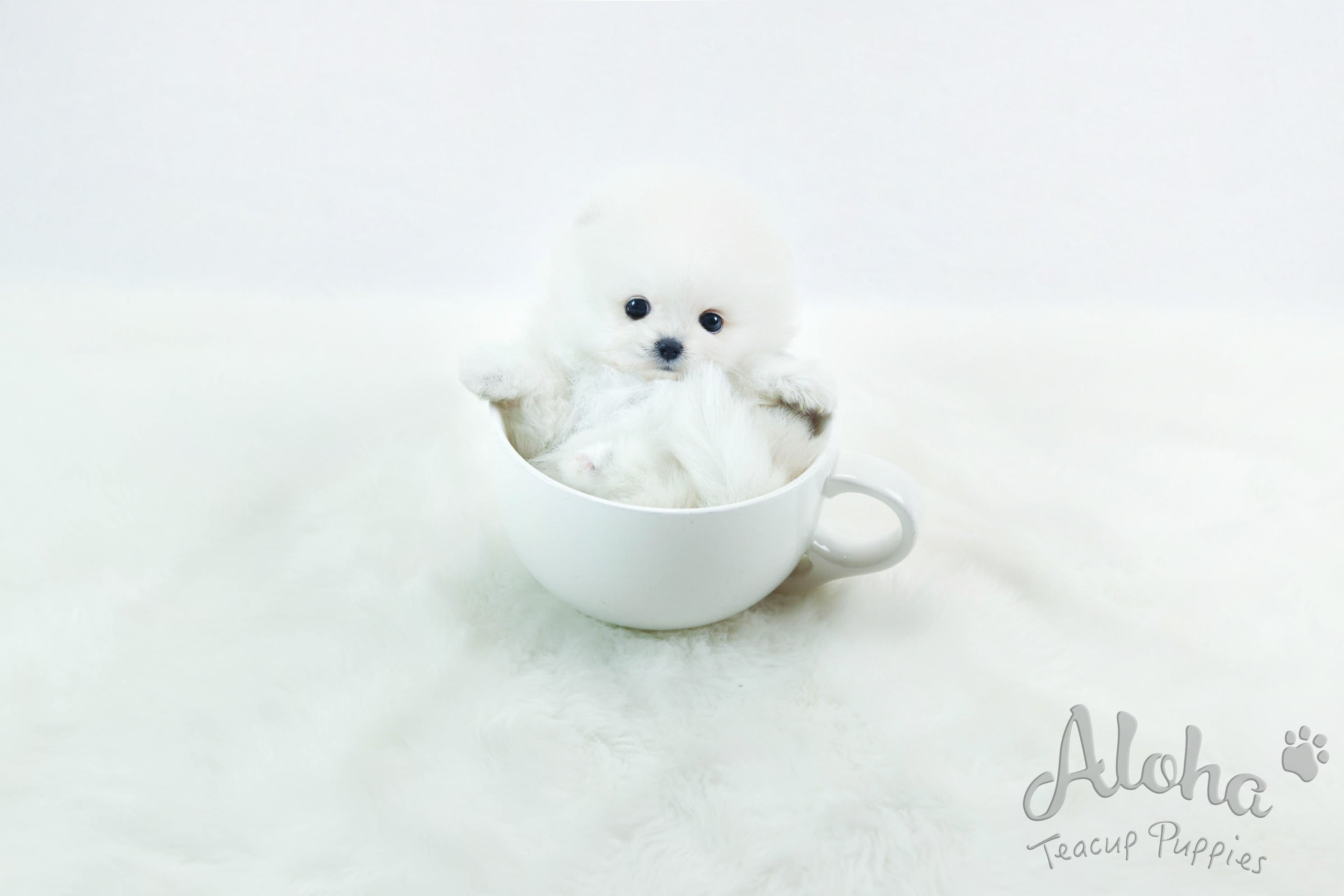 Sold to Misti, Marshmallow [Teacup Pomeranian]
