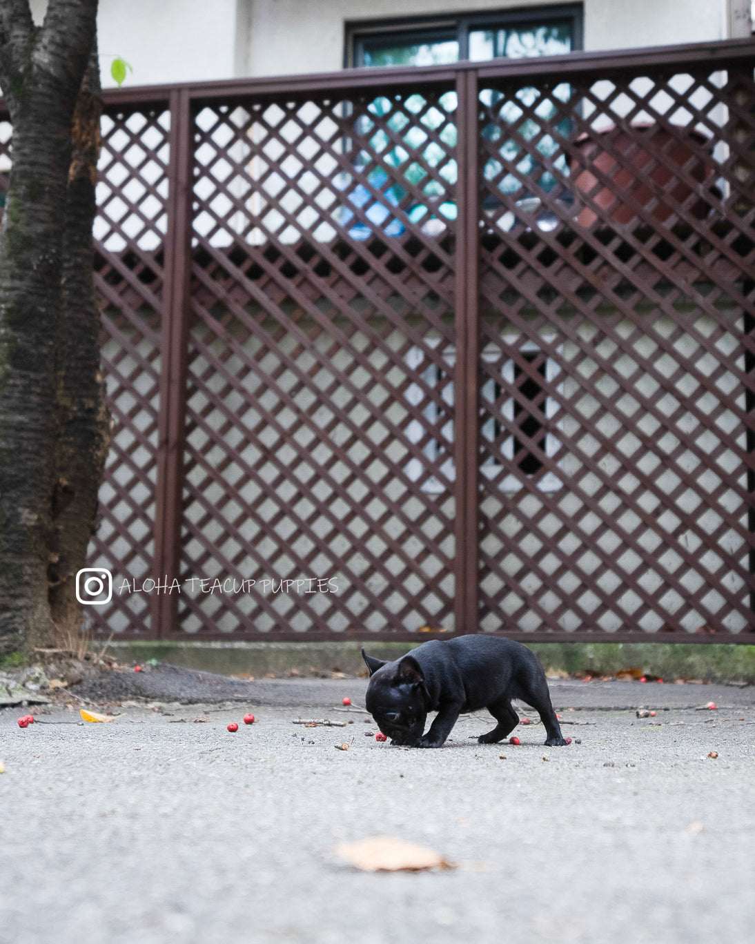 Poppy [FRENCH BULLDOG]