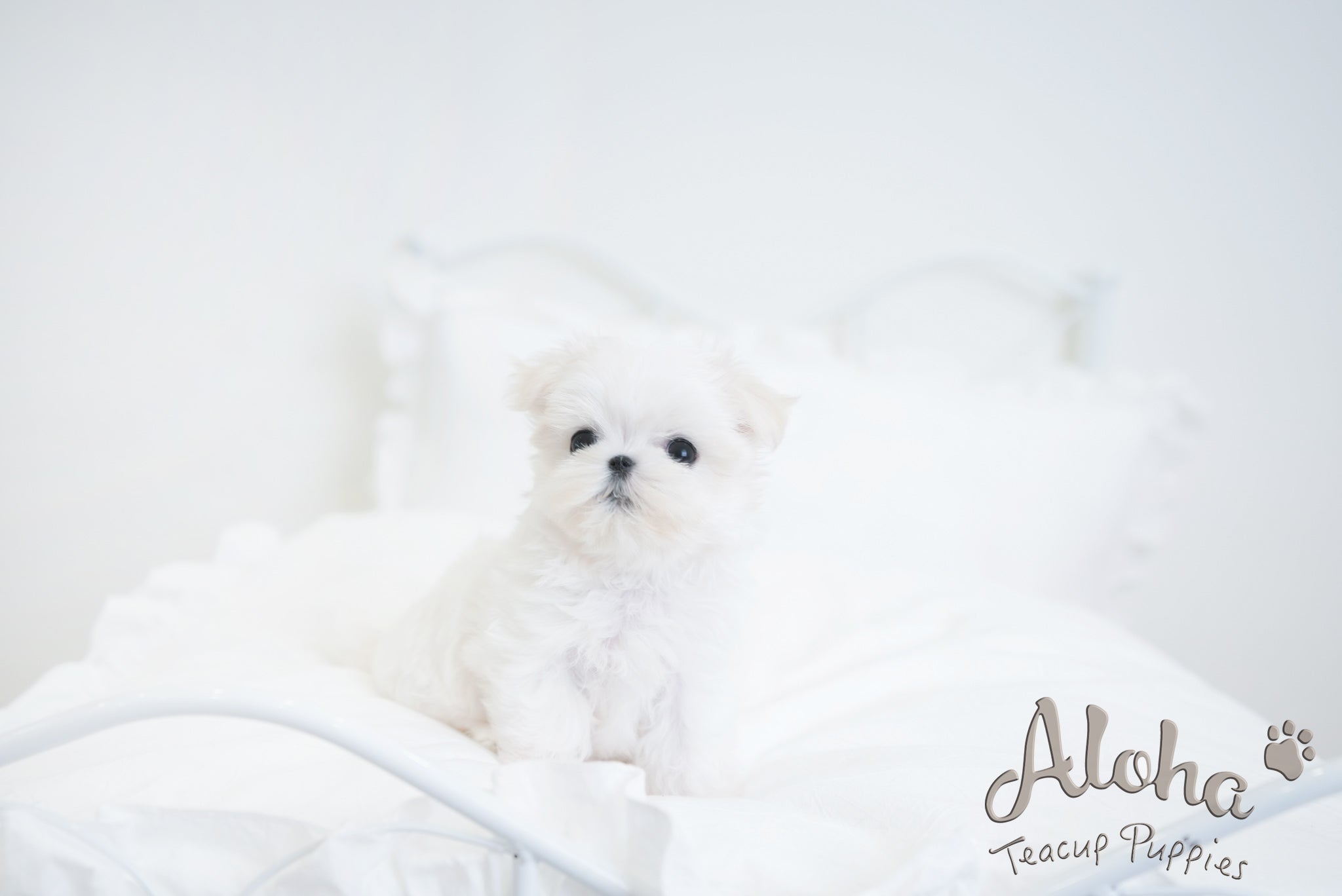 Hermes [TEACUP MALTESE]