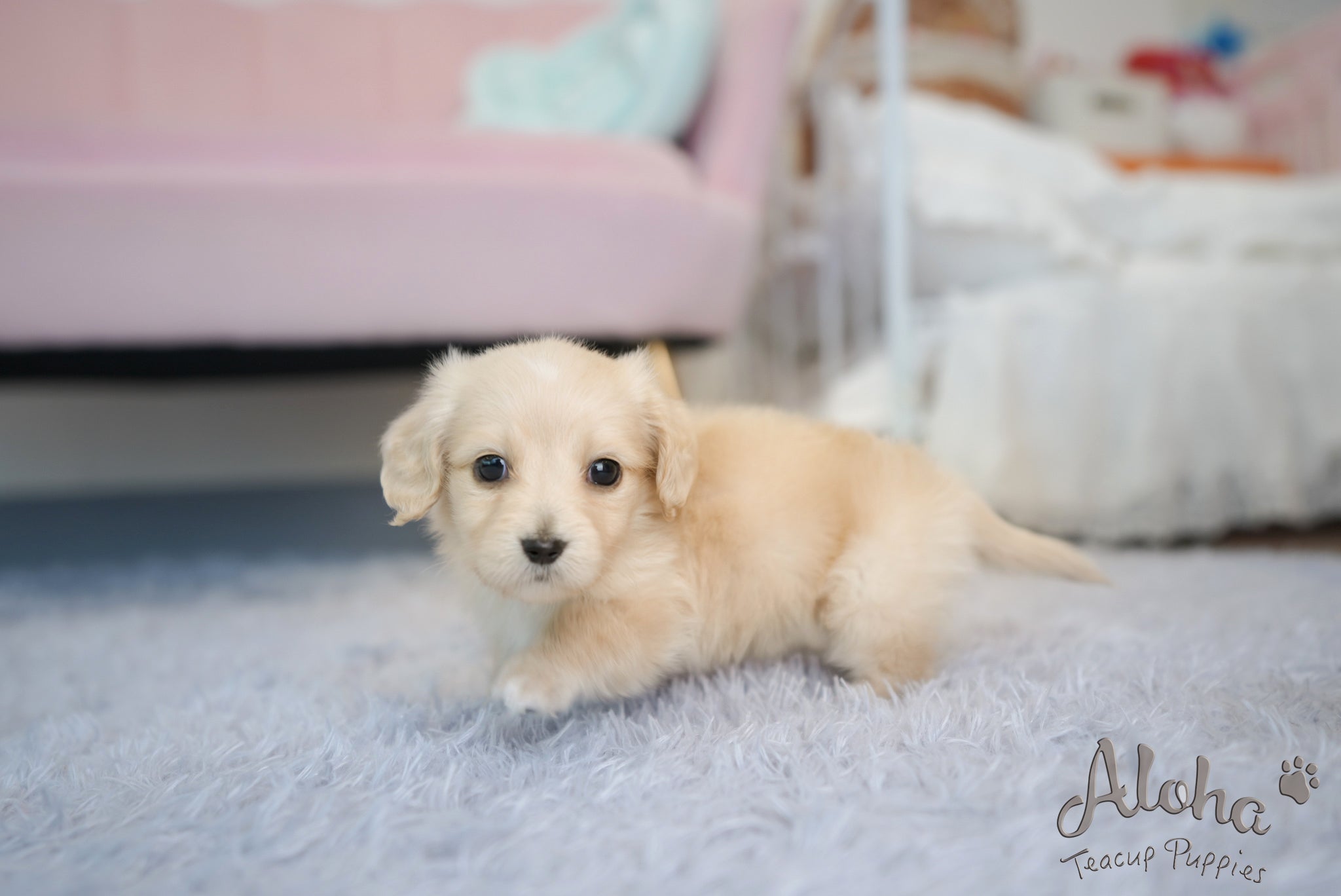 Ariel [TEACUP DACHSHUND]
