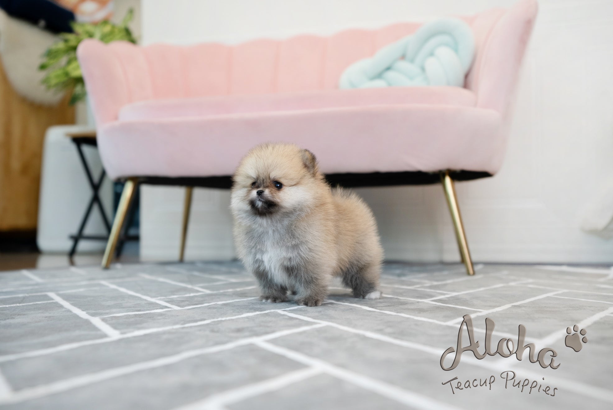 GUCCI [TEACUP POMERANIAN]