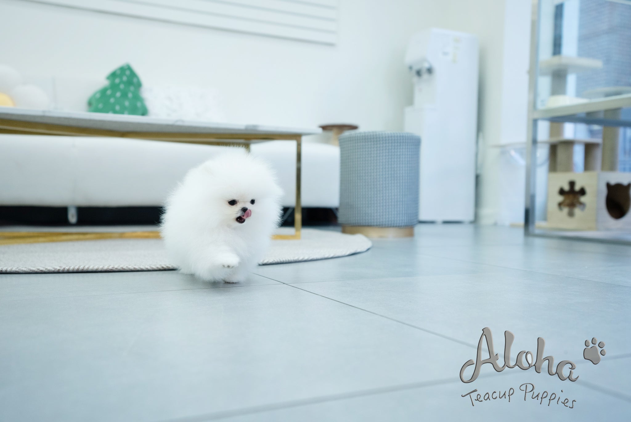 Annabel [TEACUP POMERANIAN]