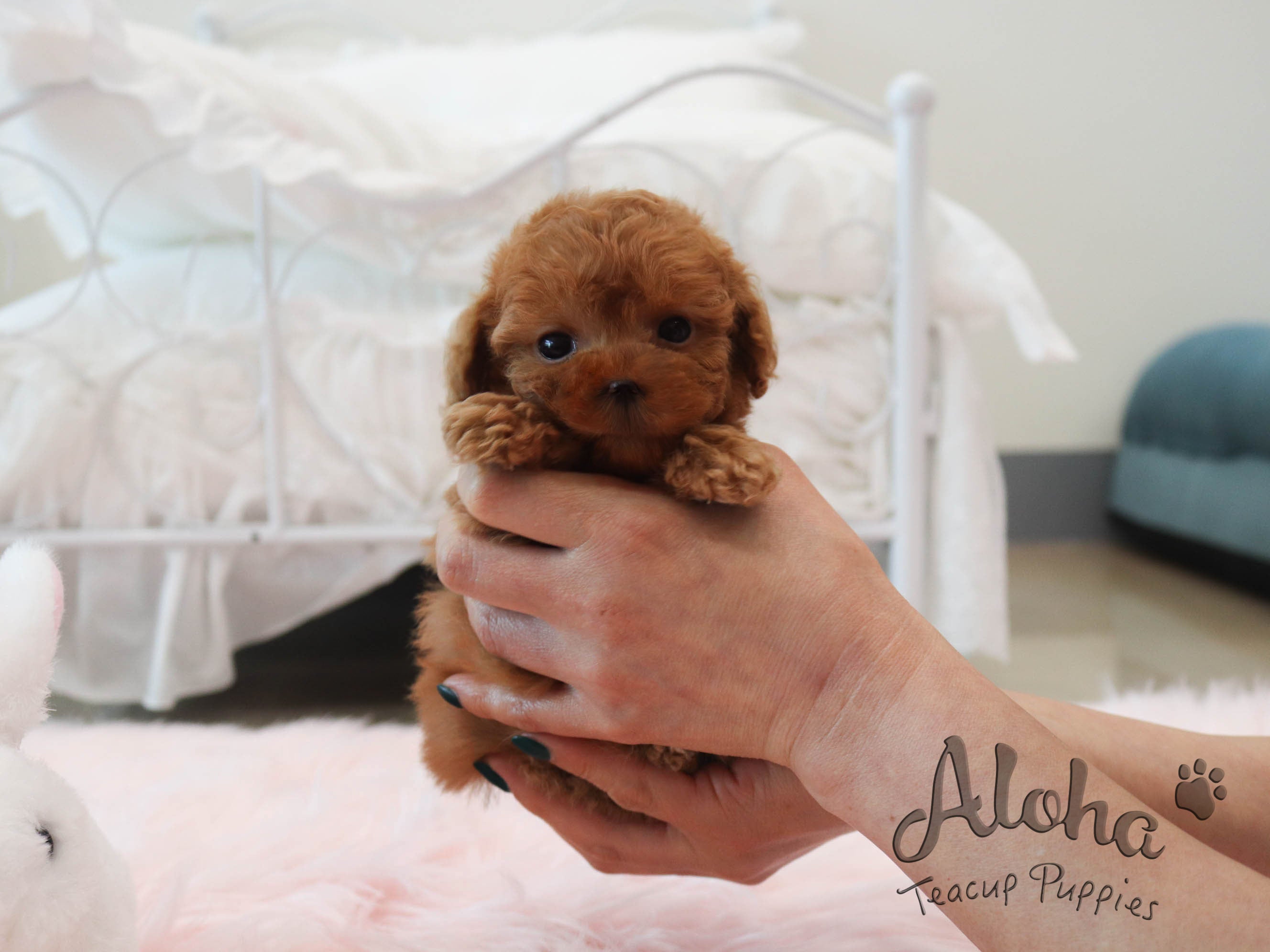 FENDI [TEACUP POODLE]