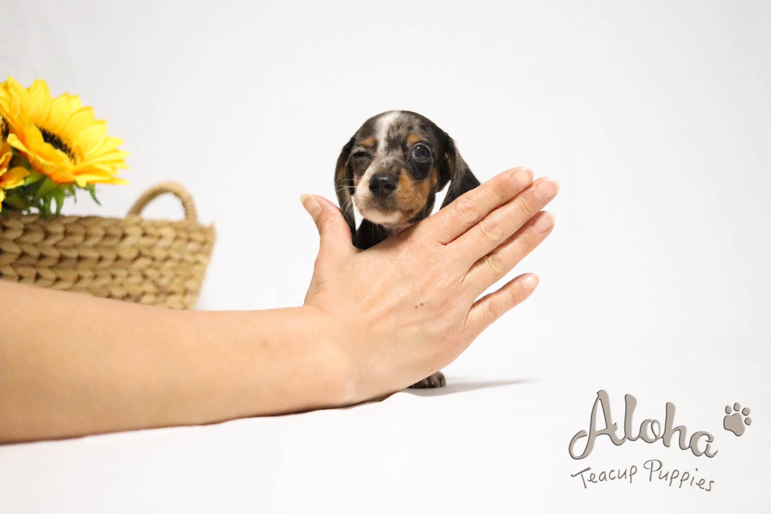 Vendida a Eva, BELLA - [Dachshund Miniatura]