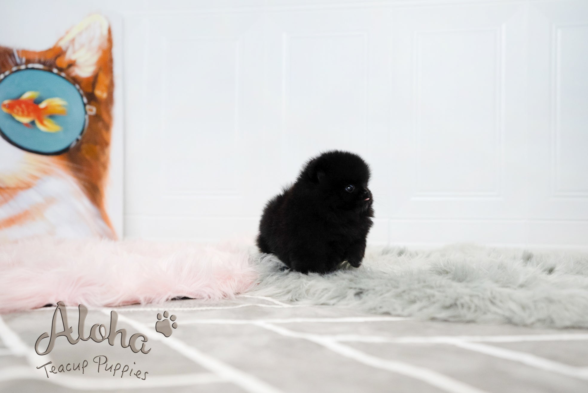 Audrey [TEACUP POMERANIAN]