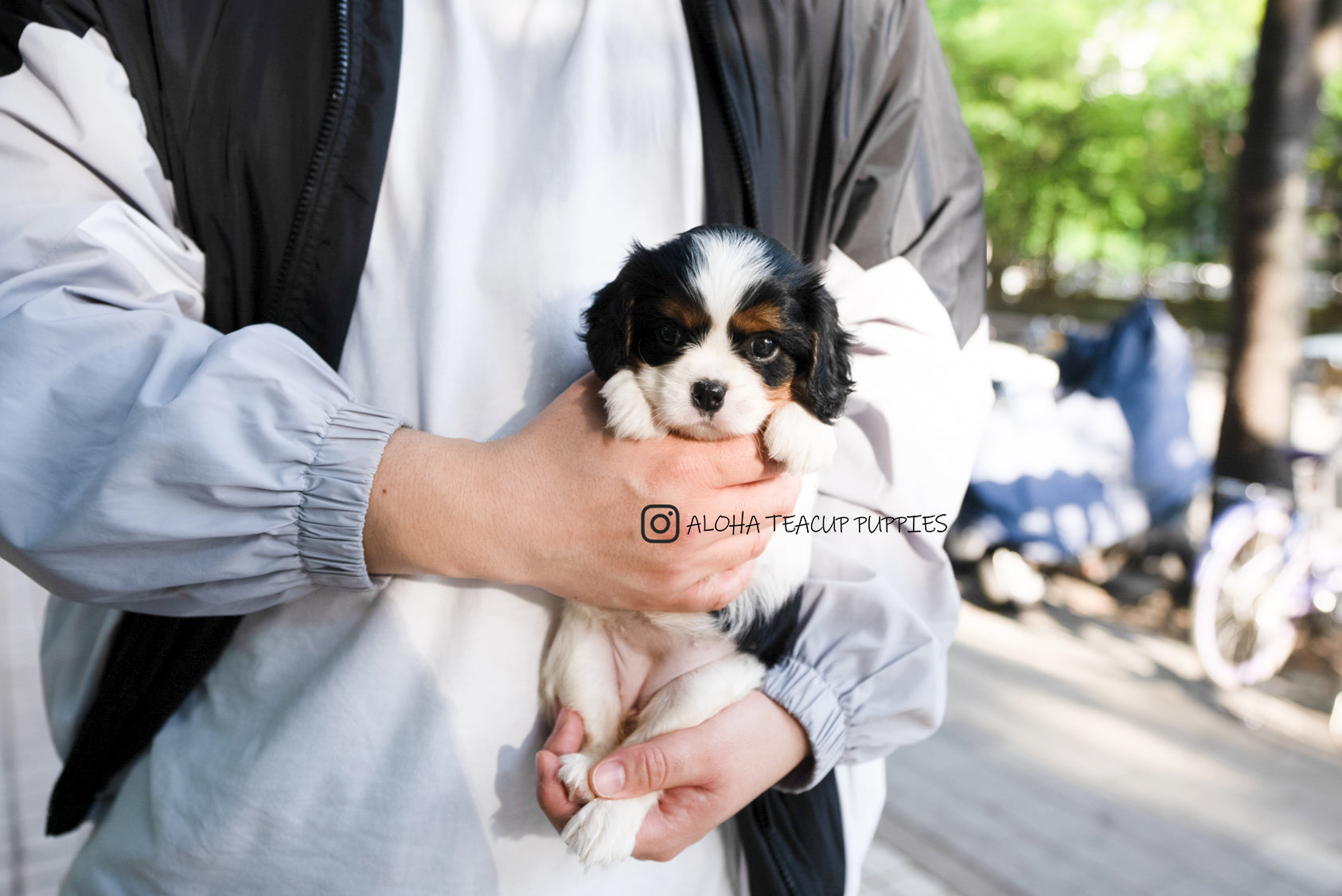 Charlotte [Mini King Charles Spaniel]