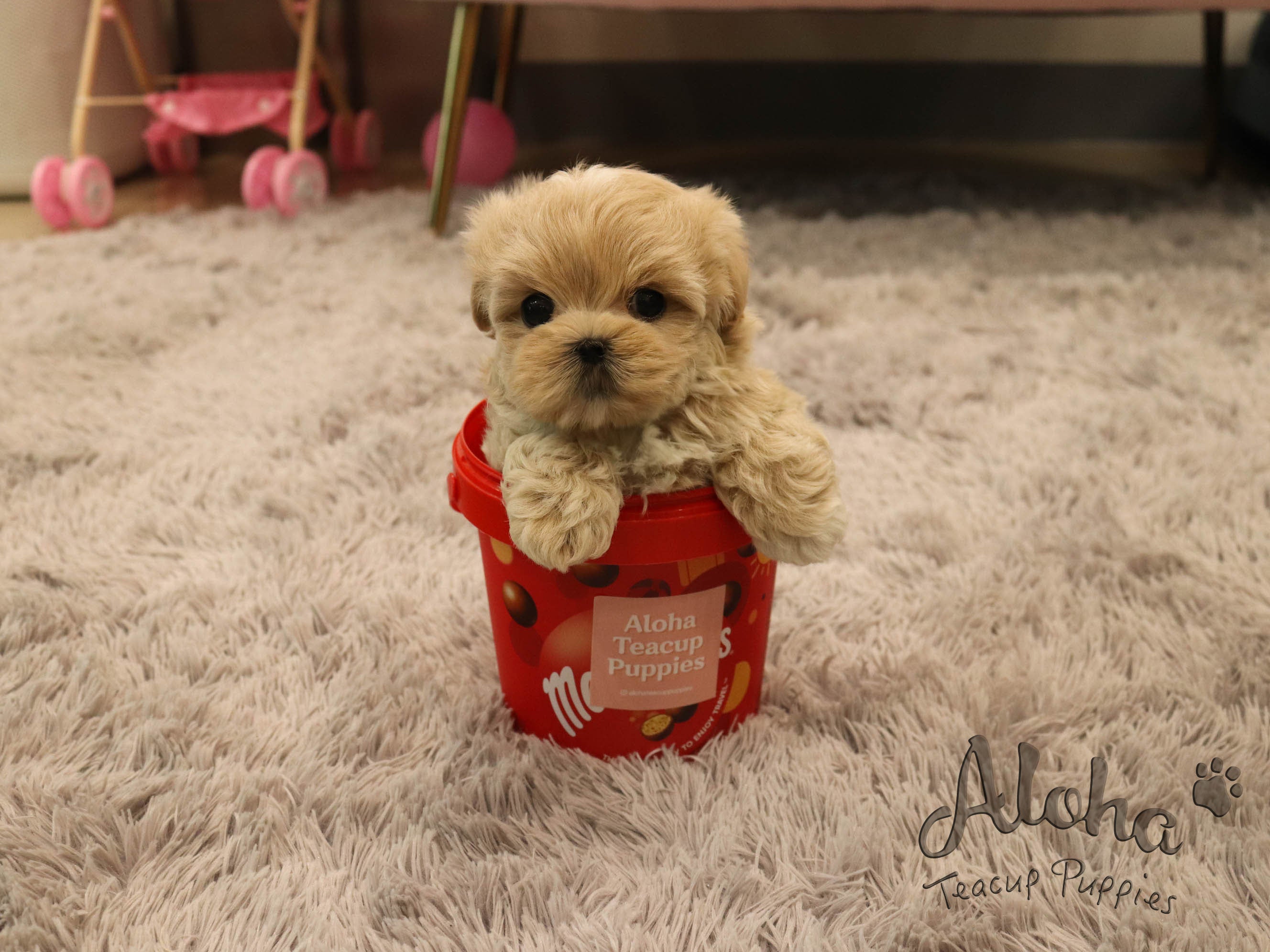 Copper [TEACUP MALTIPOO]
