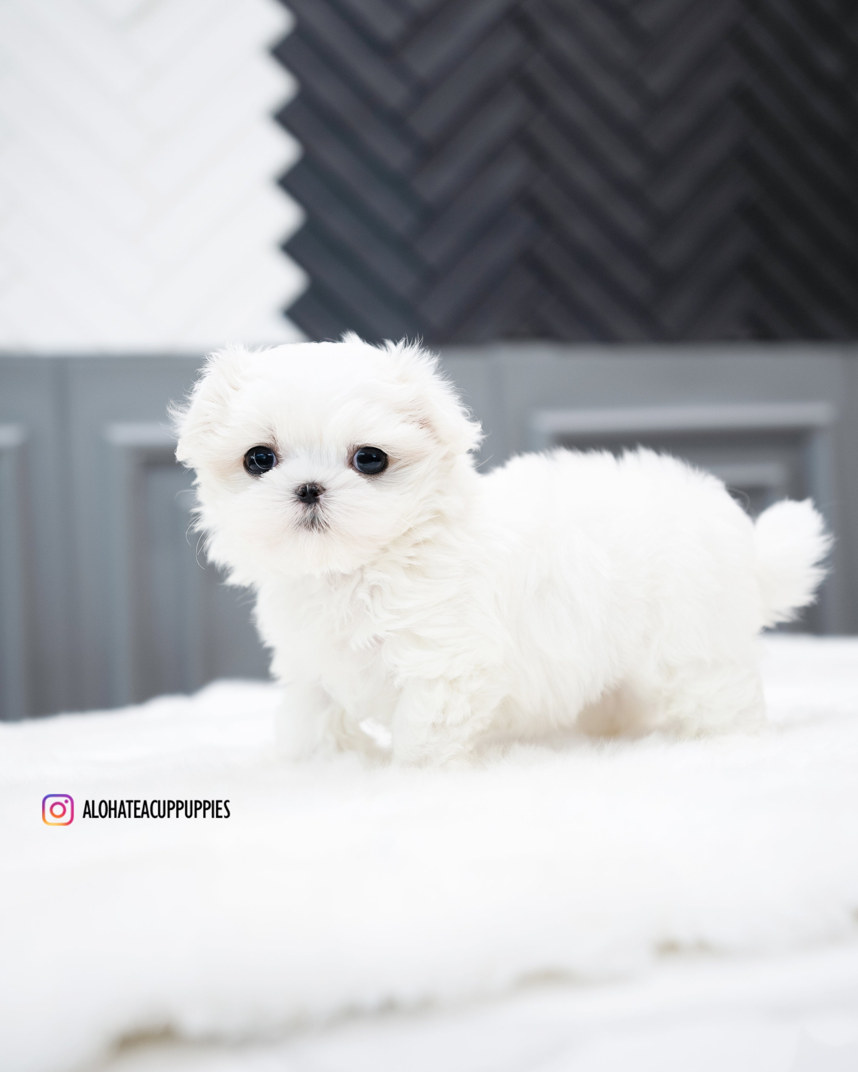Covy [TEACUP MALTESE]