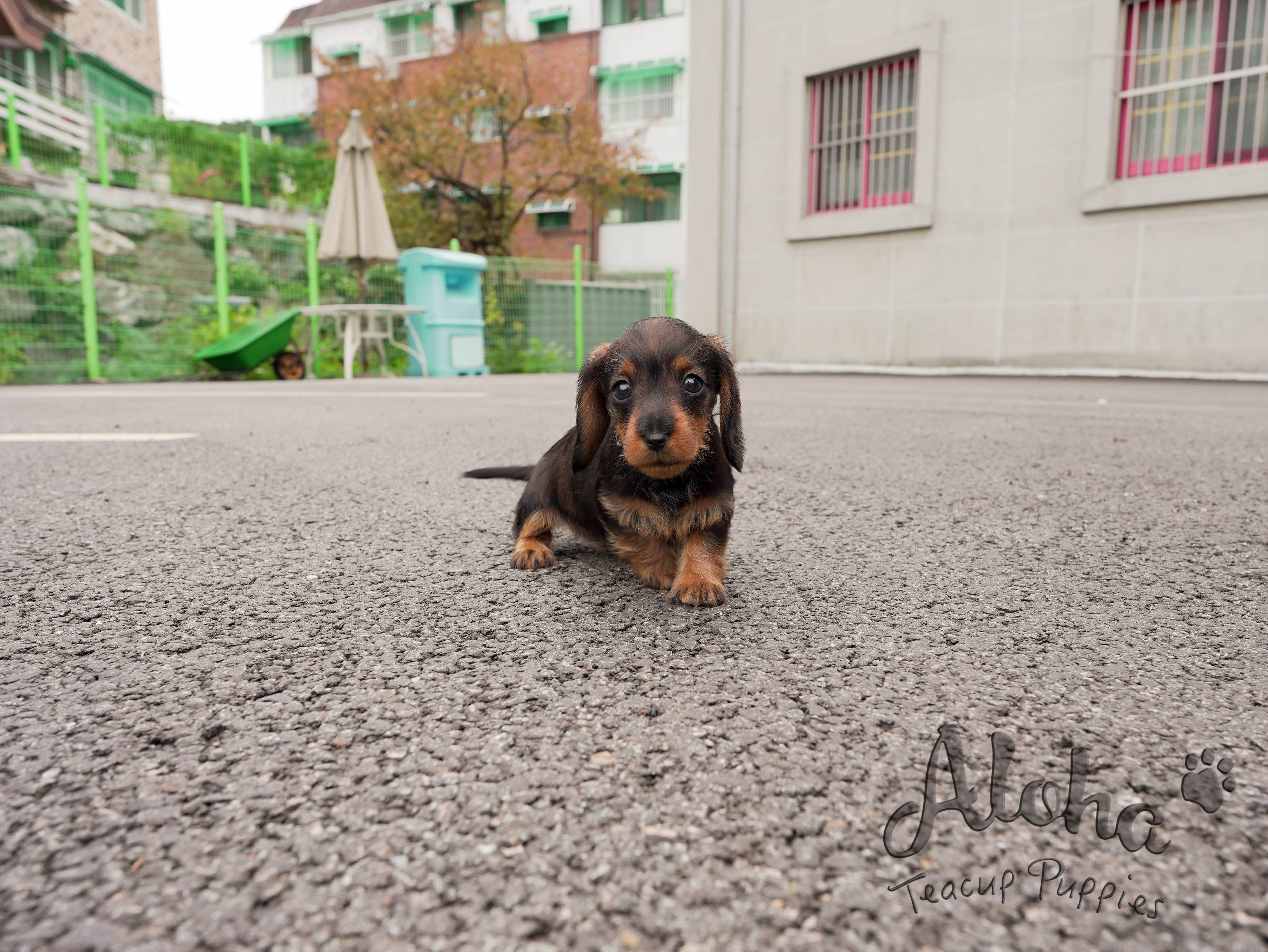 Isabella [Dachshund MINIATURA]