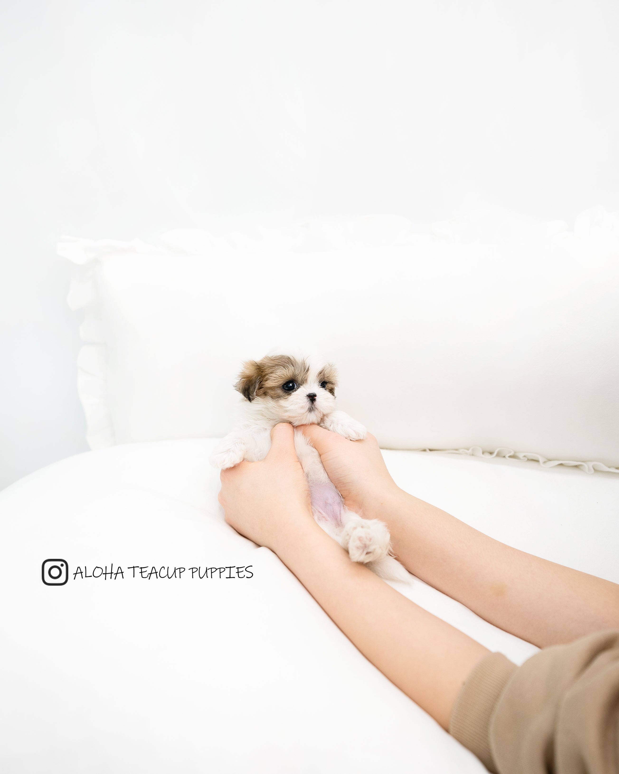 Susan [TEACUP MALTIPOO]