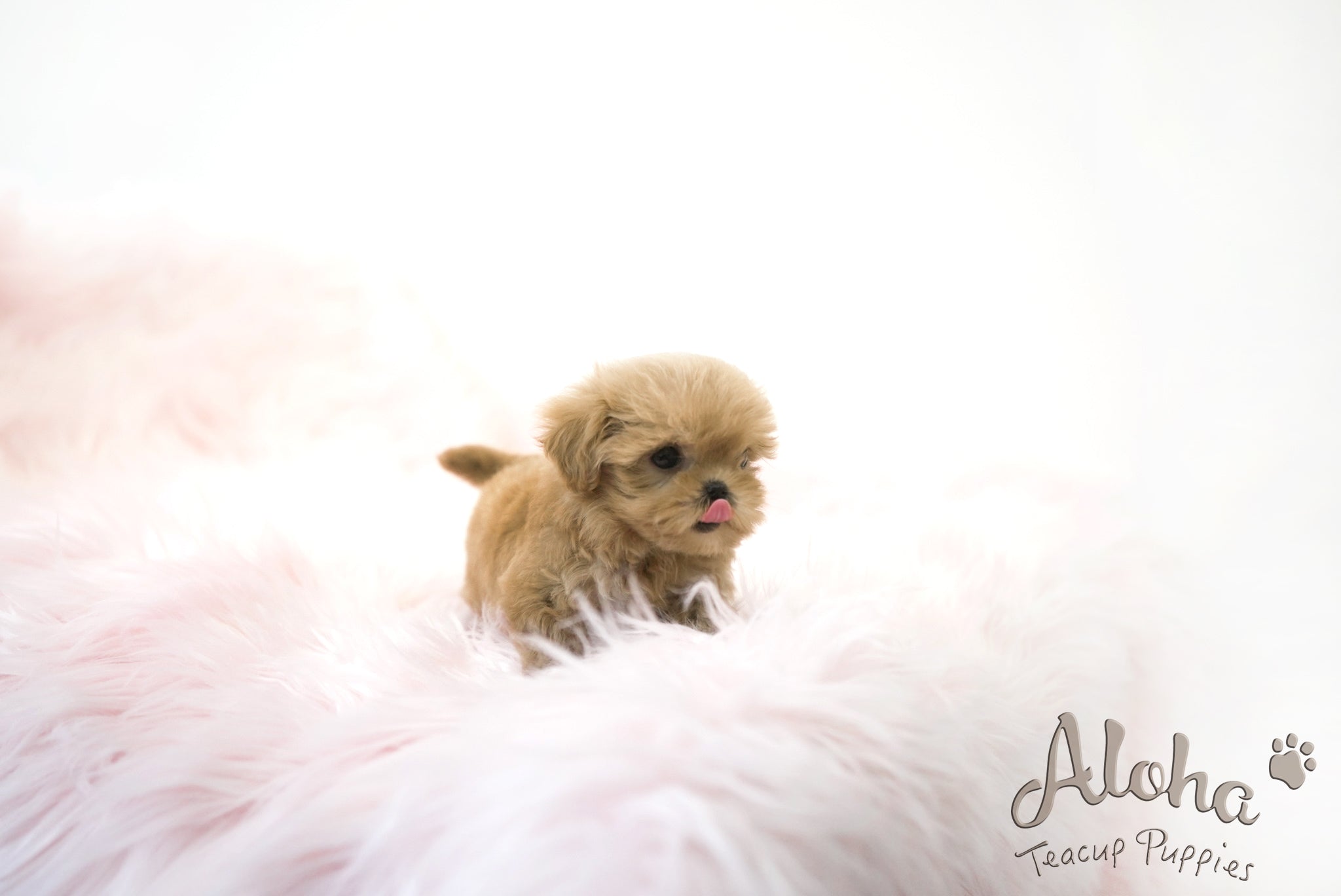 Hani [TEACUP MALTIPOO]