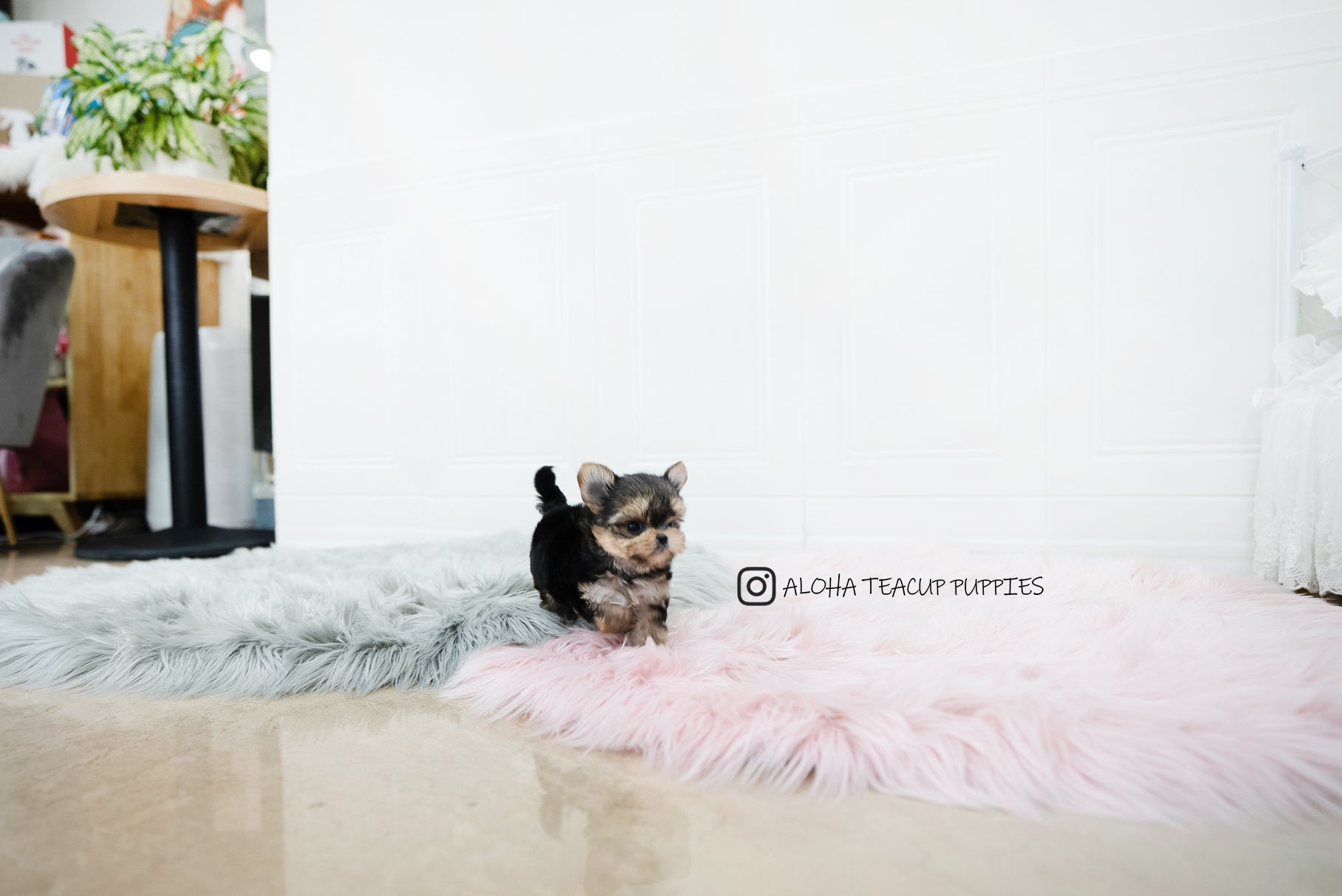 Margo [TEACUP YORKIE]