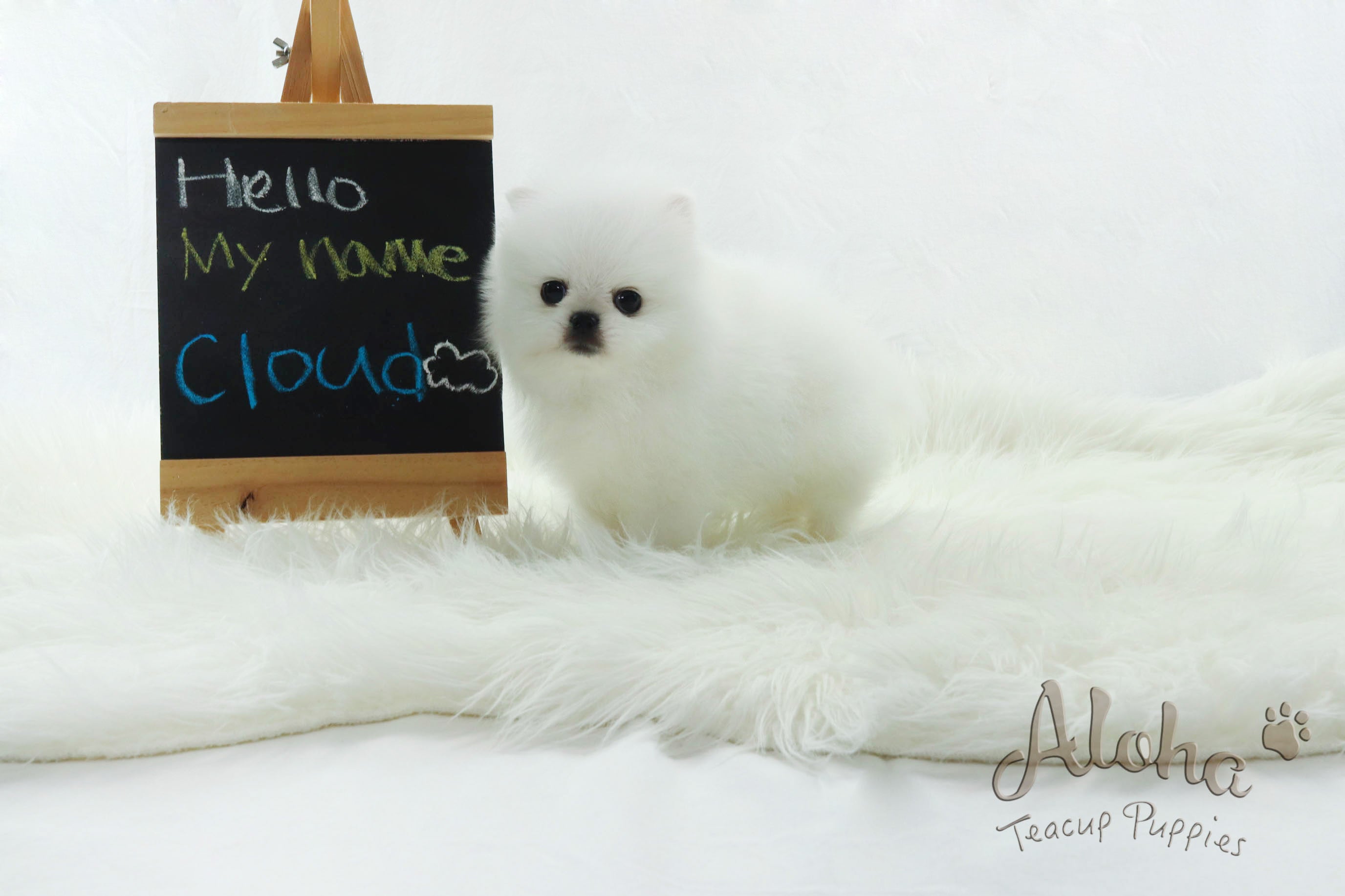 Sold to Barbie, SANTA [Pomeranian]