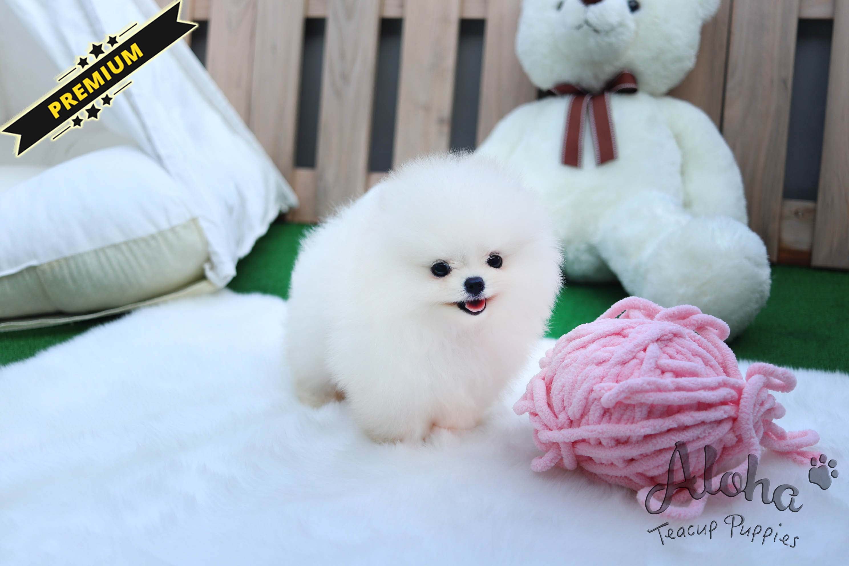 Sold to Gamez, CHANEL [TEACUP POMERANIAN]