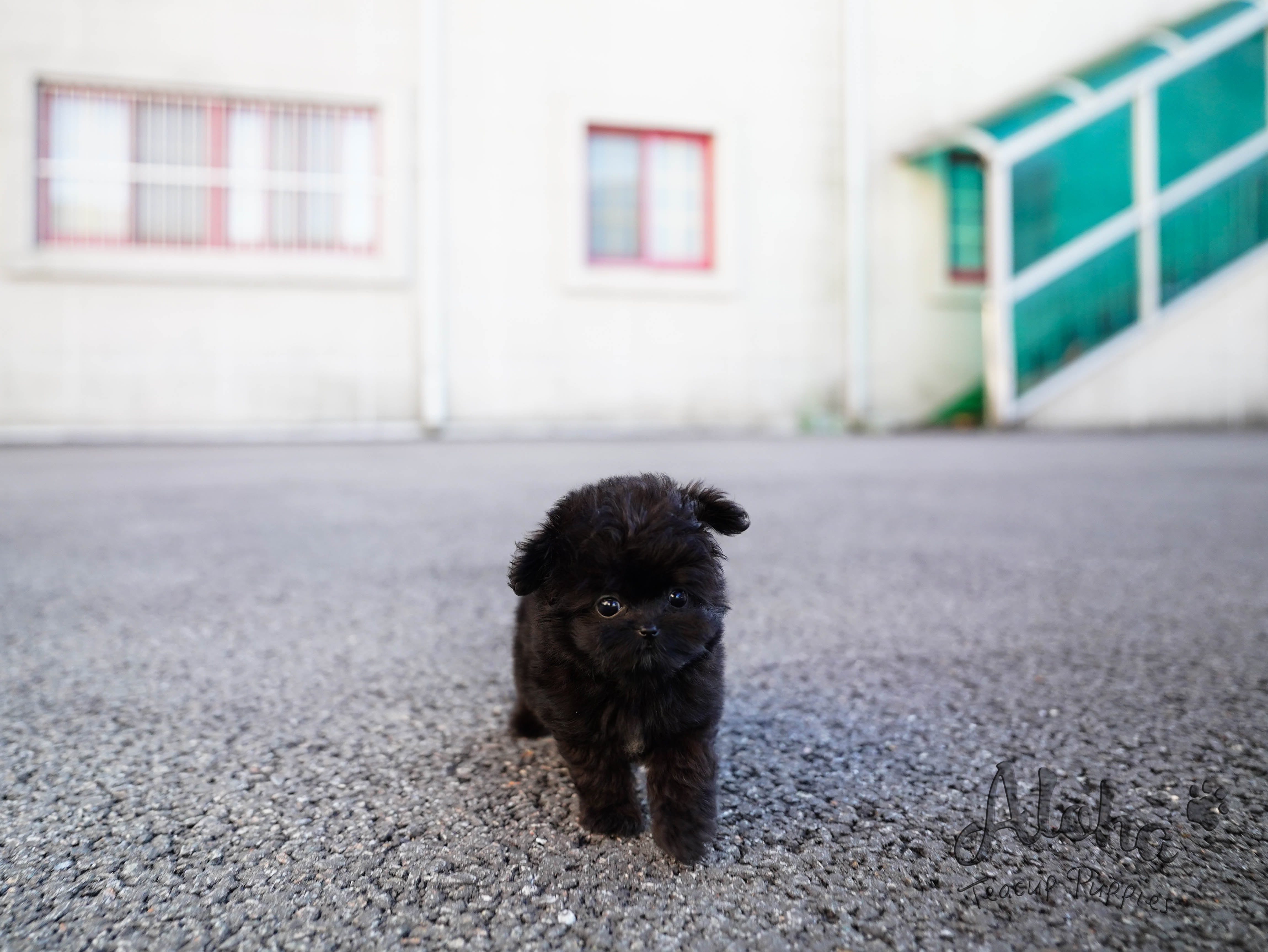 Bambi [TEACUP MALTIPOO]