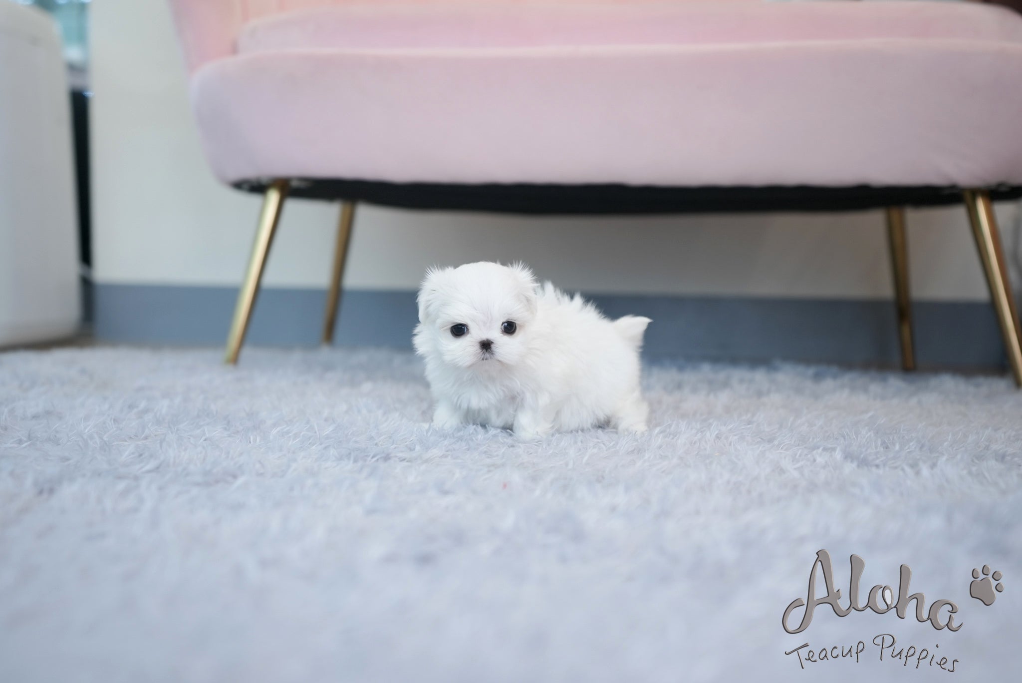 Hazel [TEACUP MALTESE]