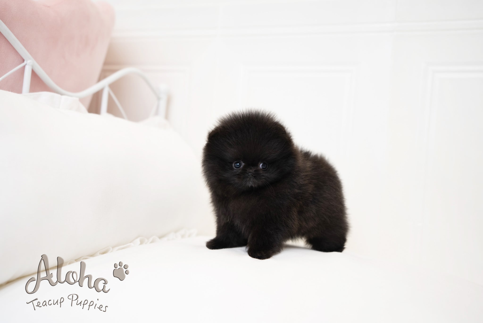 zoe [TEACUP POMERANIAN]