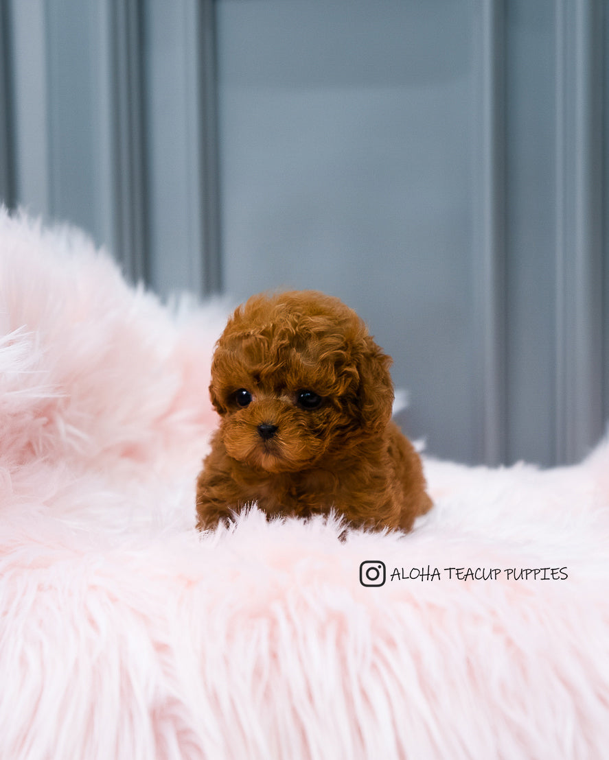 Barbie [TEACUP POODLE]