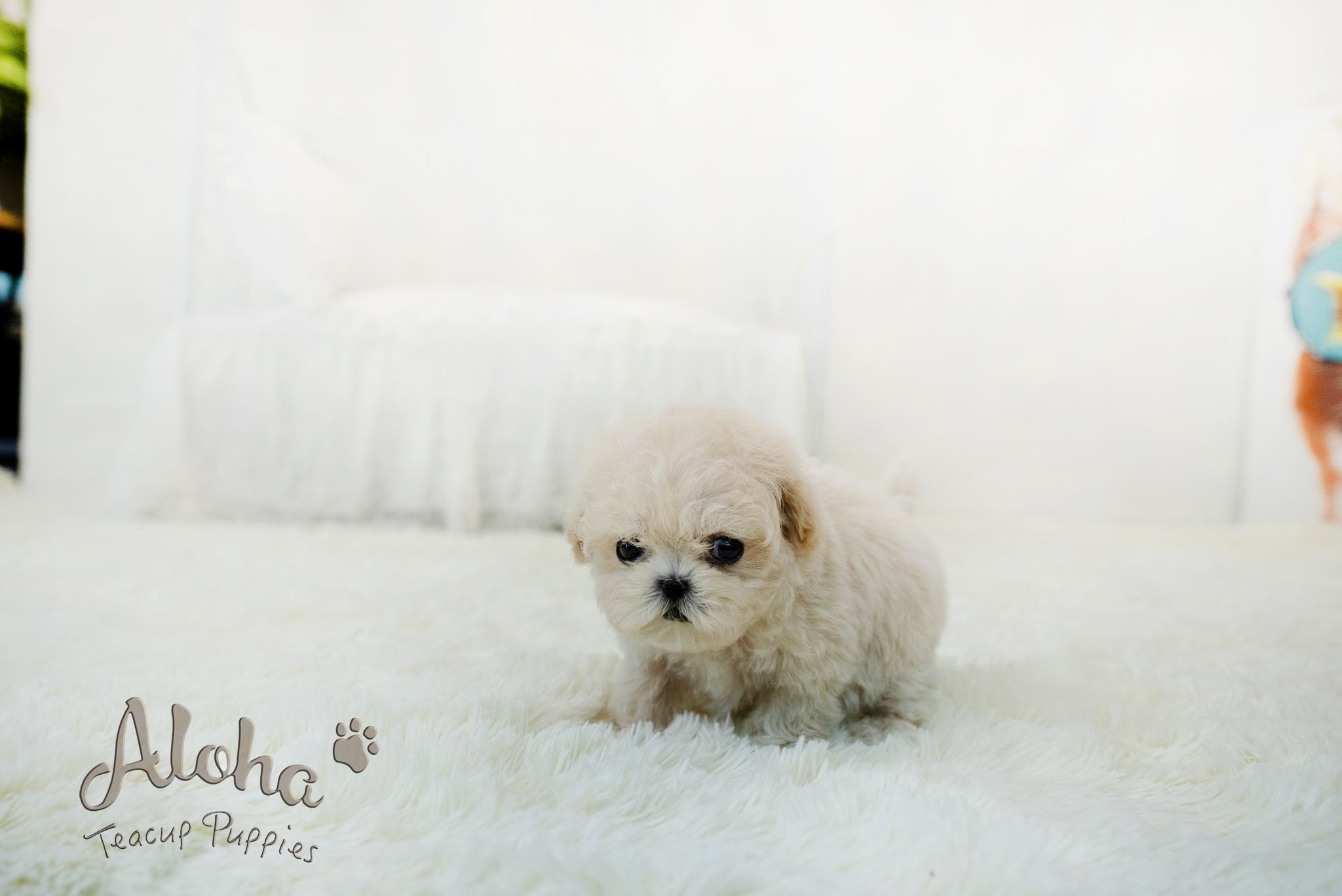Lily [TEACUP MALTIPOO]
