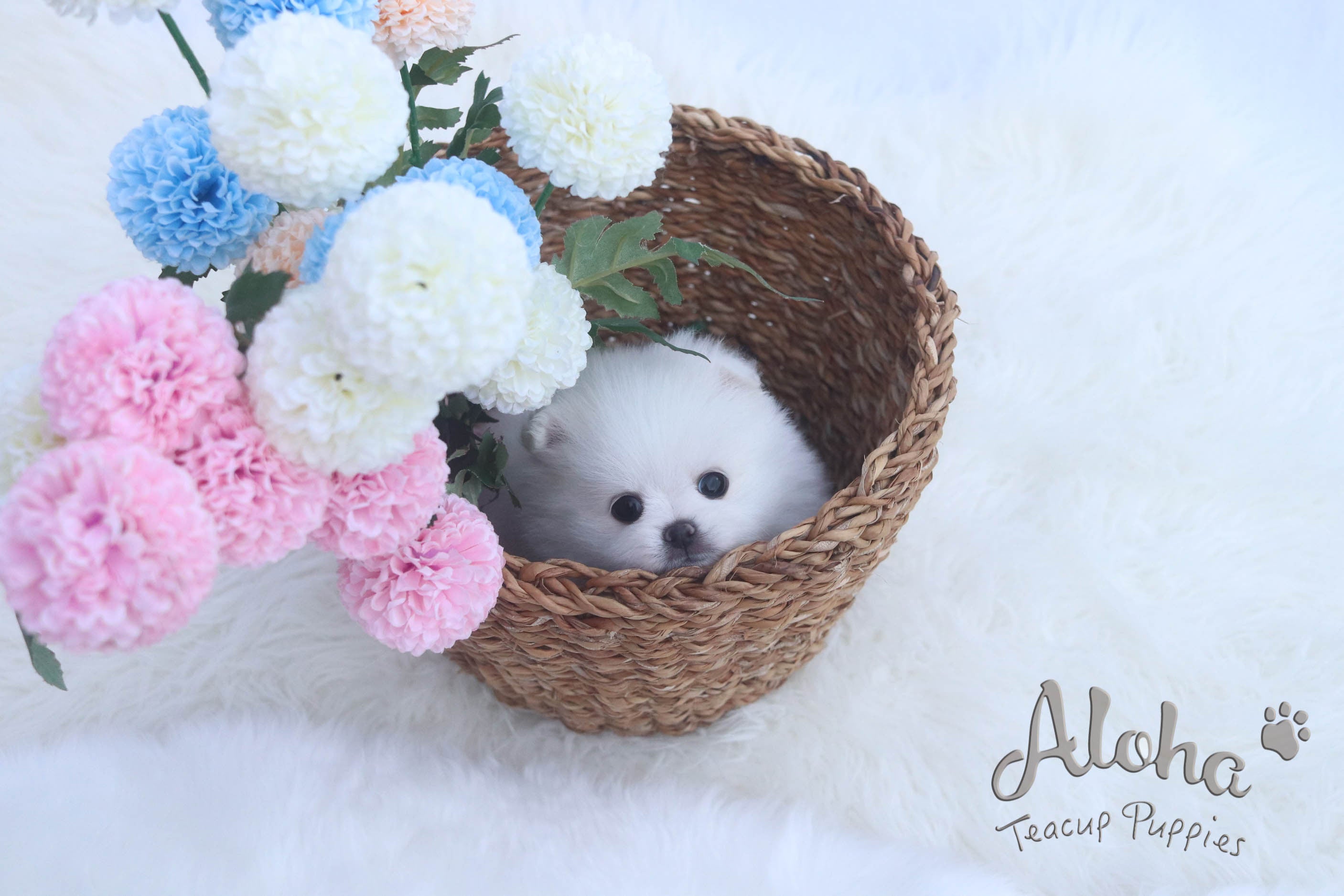 Sold to T, DAISY - [Teacup Pomeranian]
