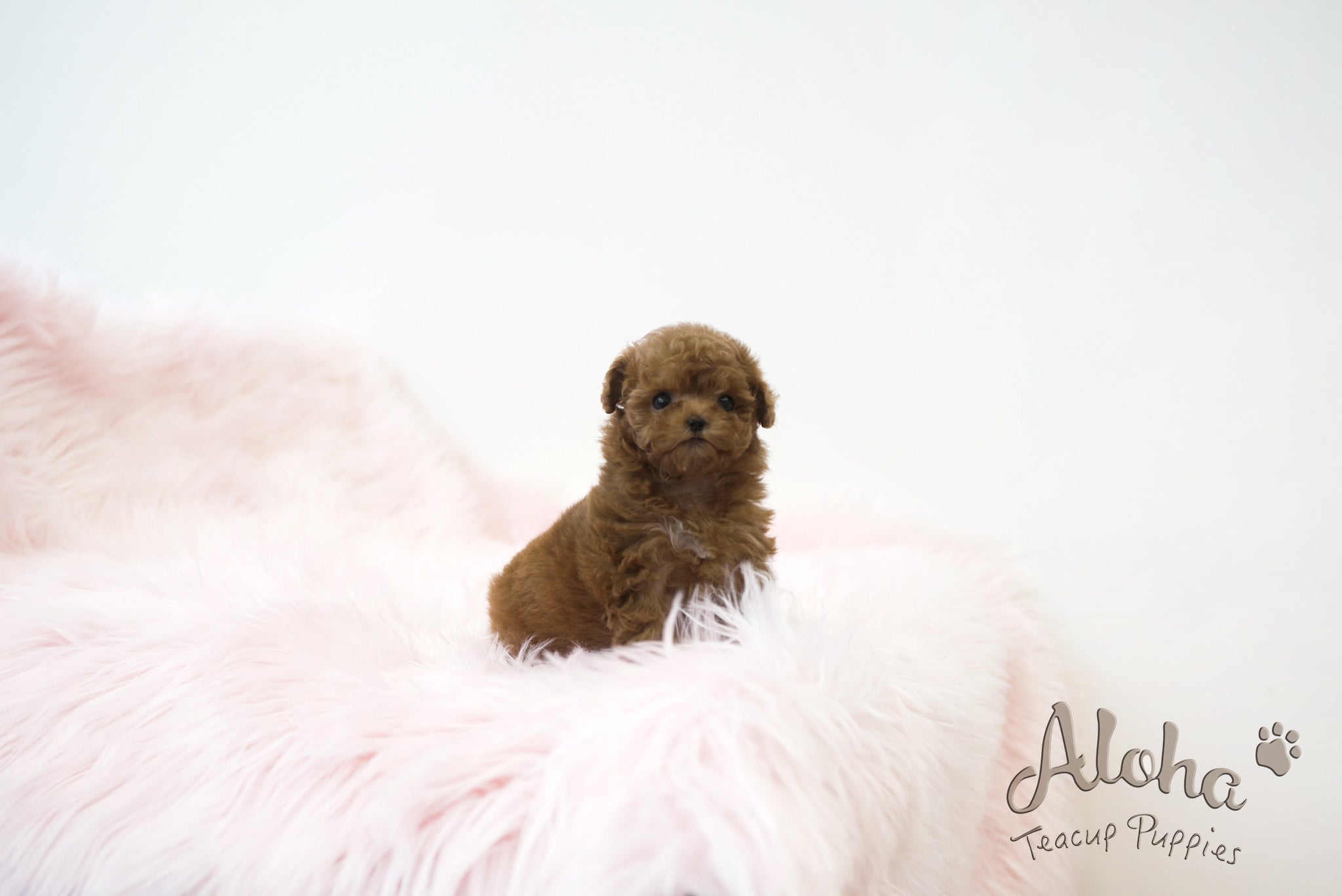 Lizzy [TEACUP POODLE]
