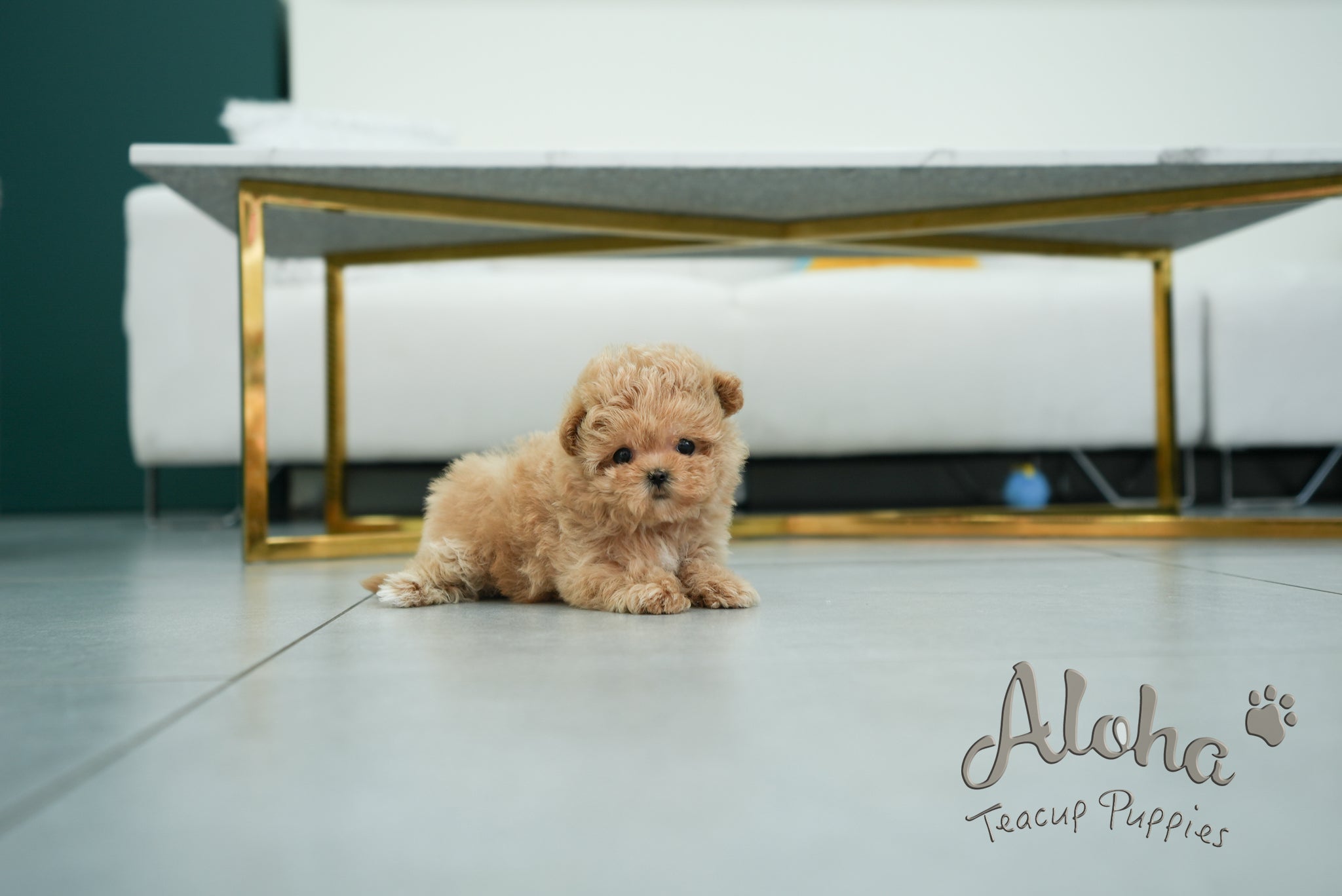 Margo [TEACUP MALTIPOO]