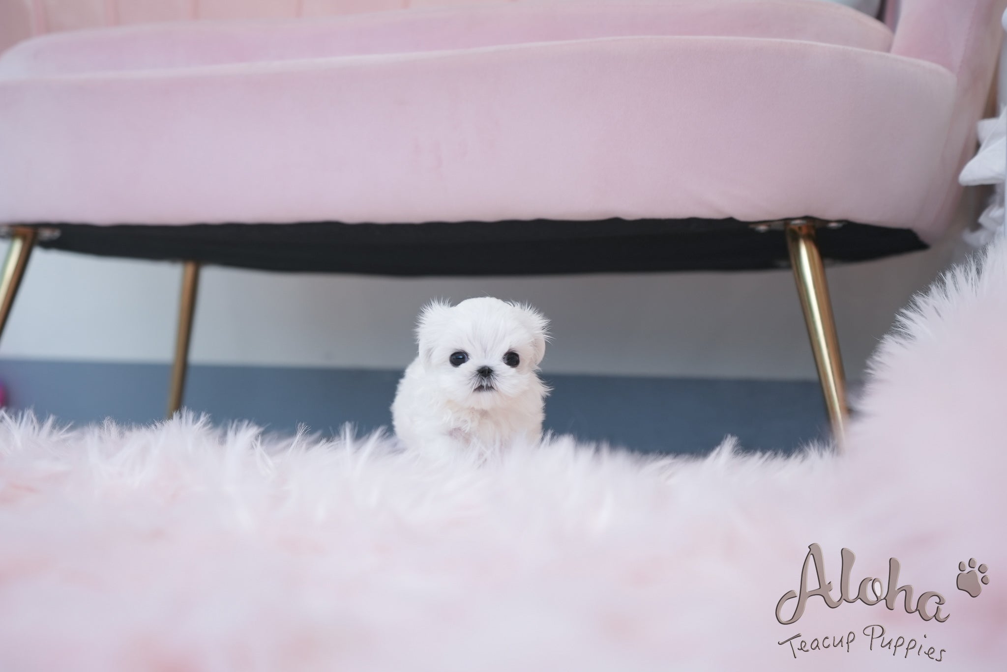 Iris [TEACUP MALTESE]