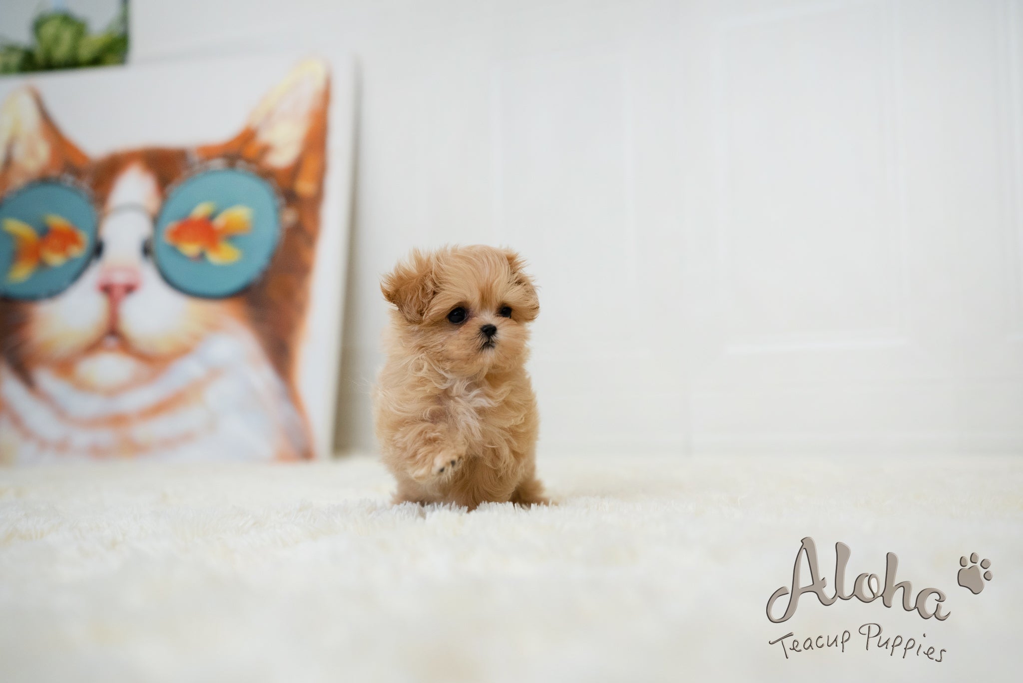 Dorothy [TEACUP MALTIPOO]