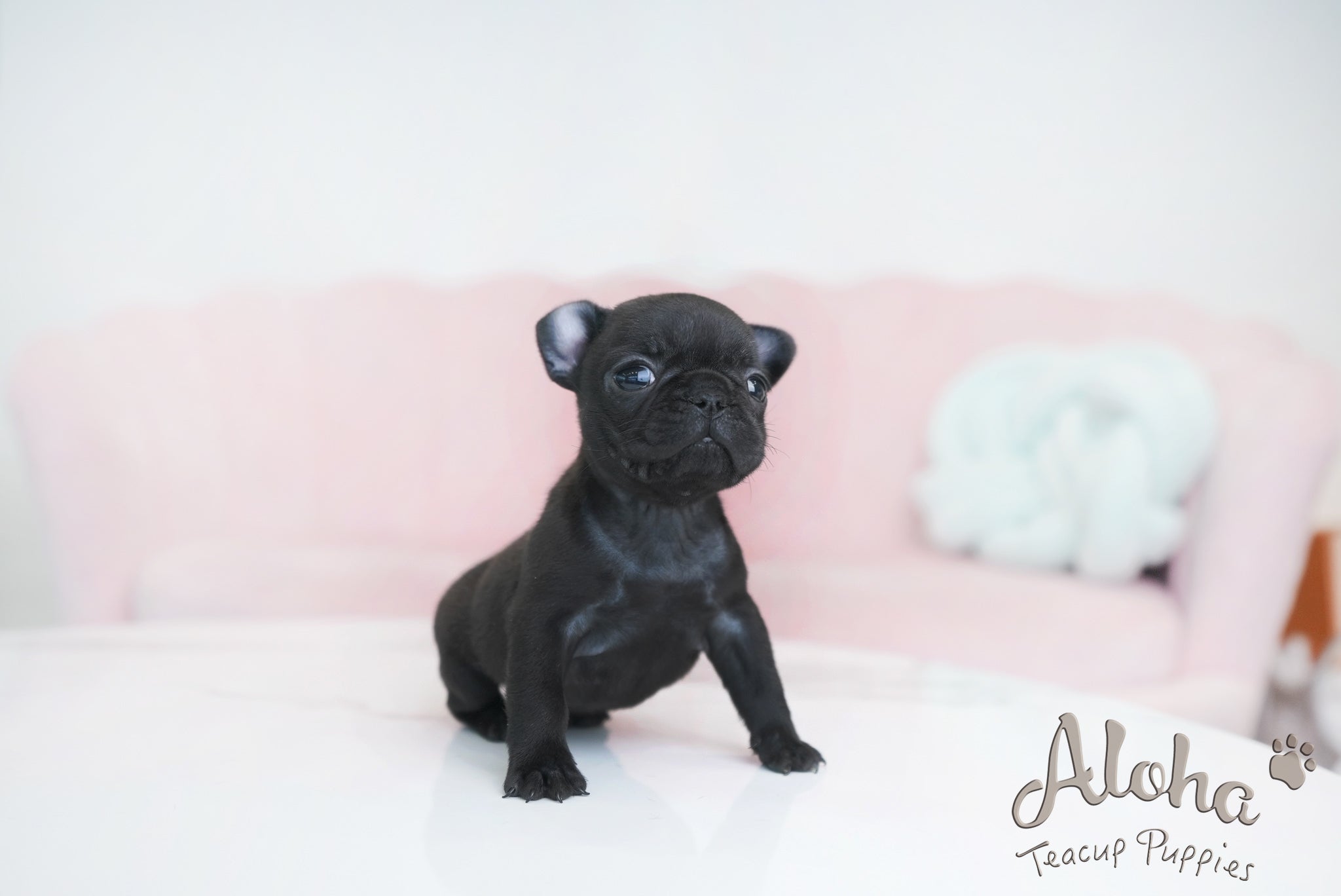 Ember [TEACUP French]