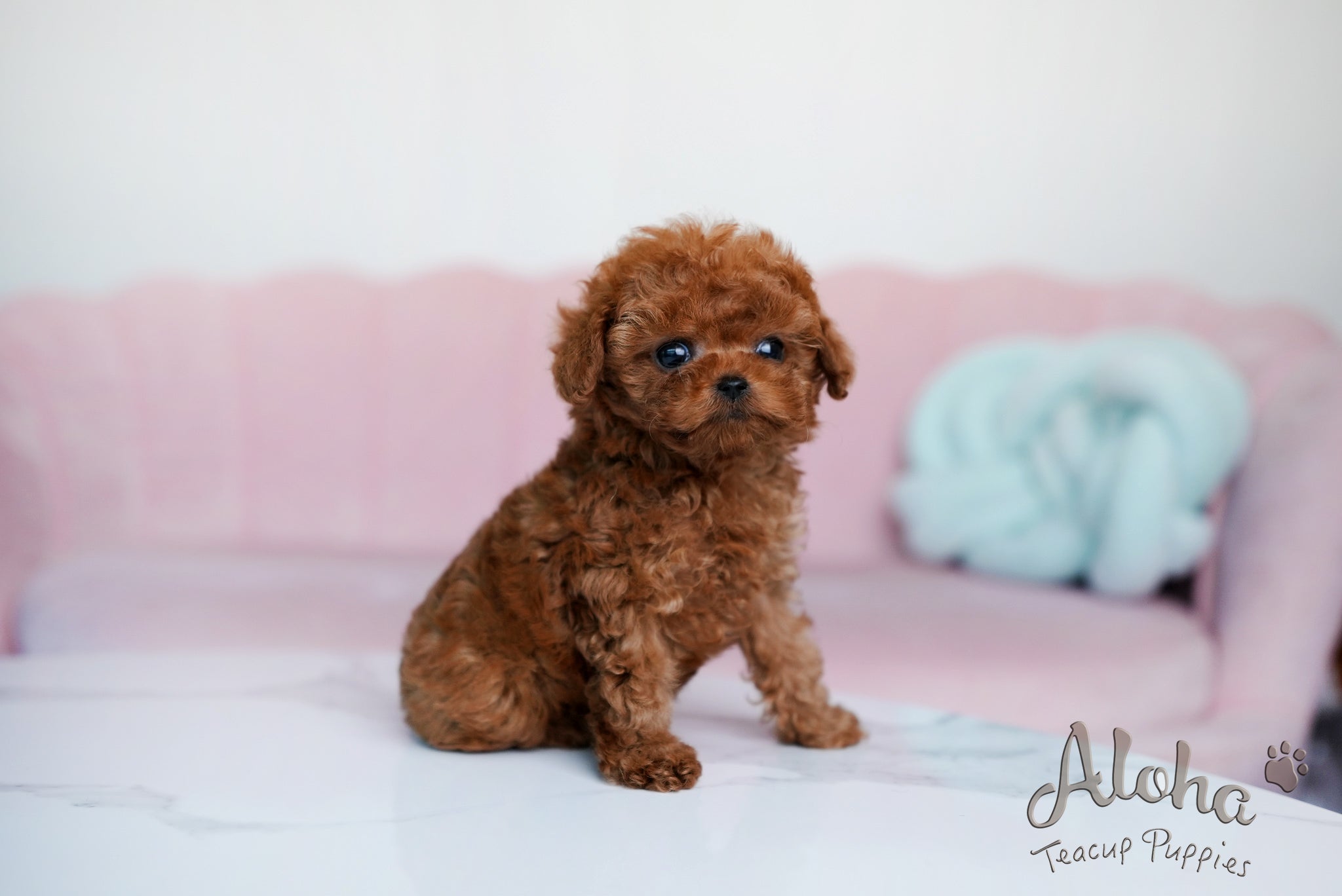 Brian [TEACUP POODLE]