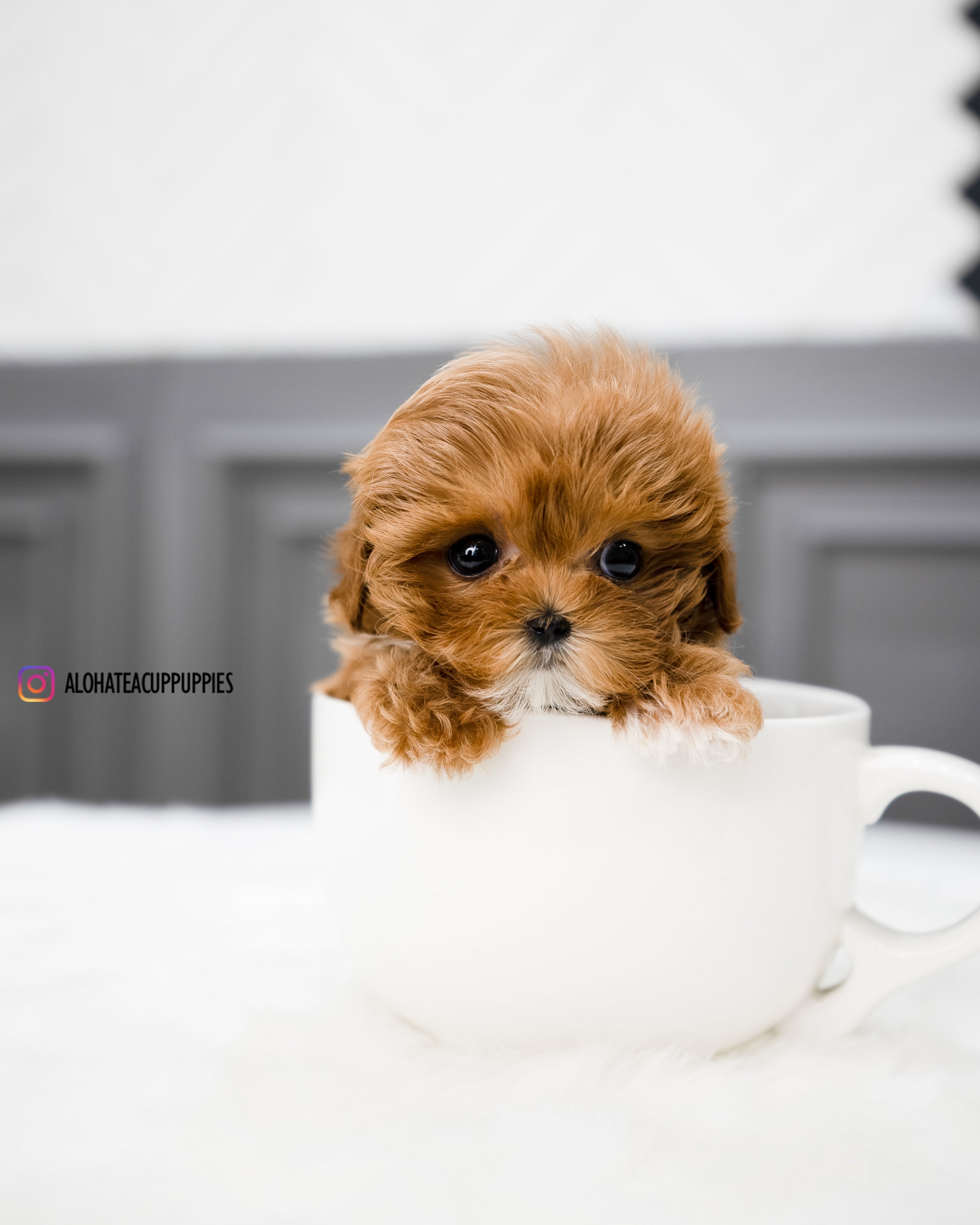 Nicol [TEACUP MALTIPOO]