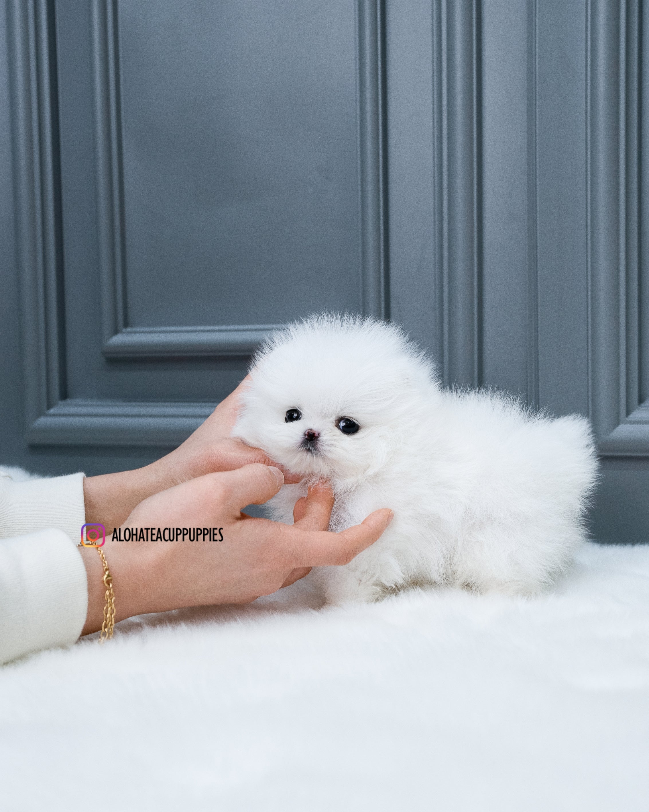 Efectivo [POMERANIA TAZA DE TÉ]