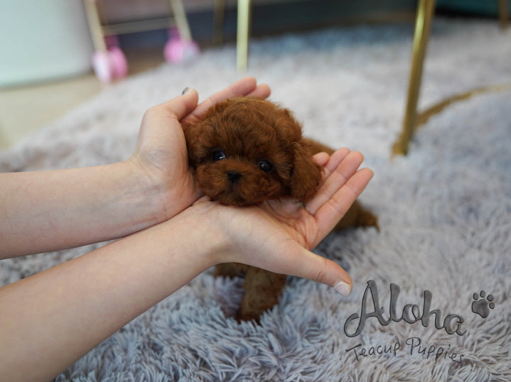 Colin [TEACUP POODLE]
