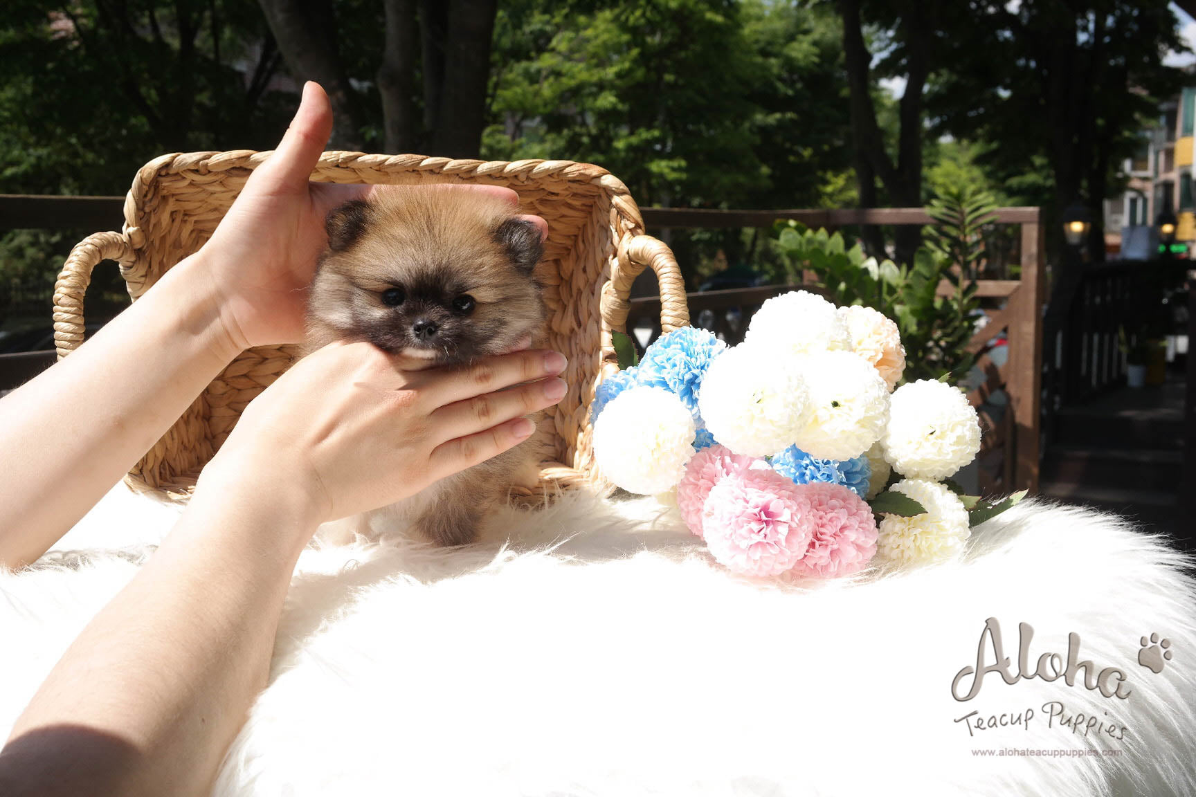 Sold to Amanda, Sandy [Teacup Pomeranian]