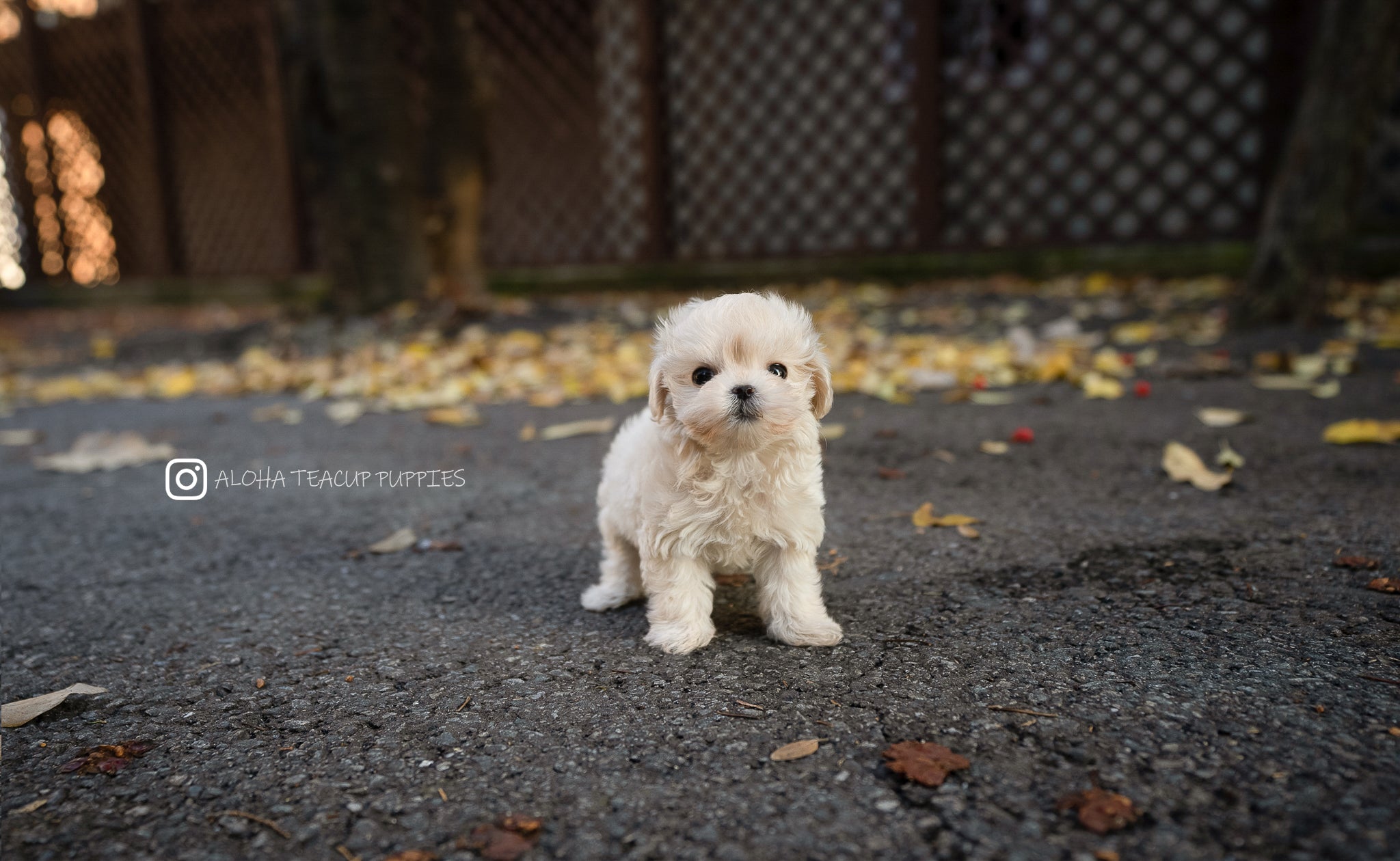 Vivian [TEACUP MALTIPOO]