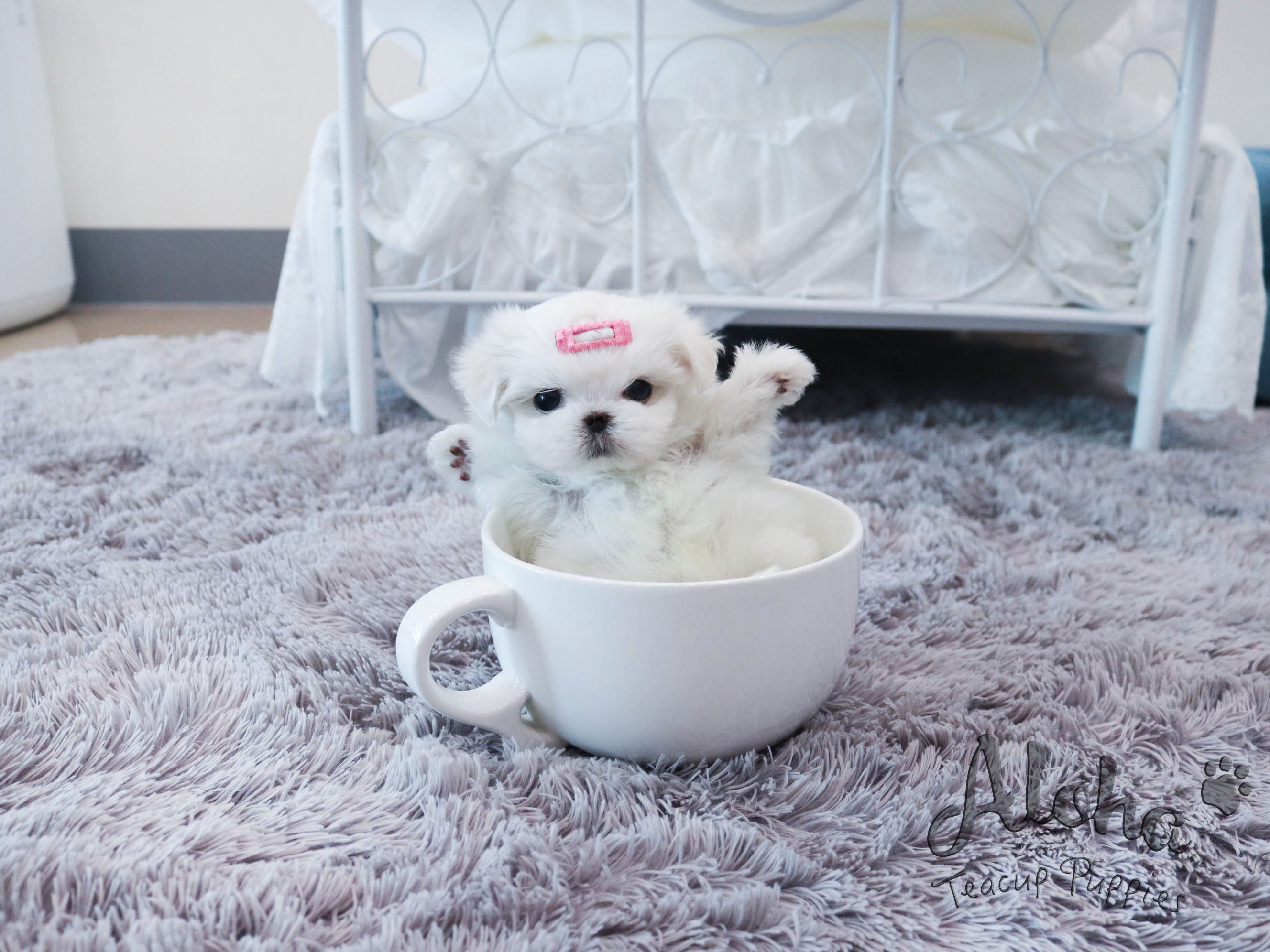 RUDY [TEACUP MALTESE]