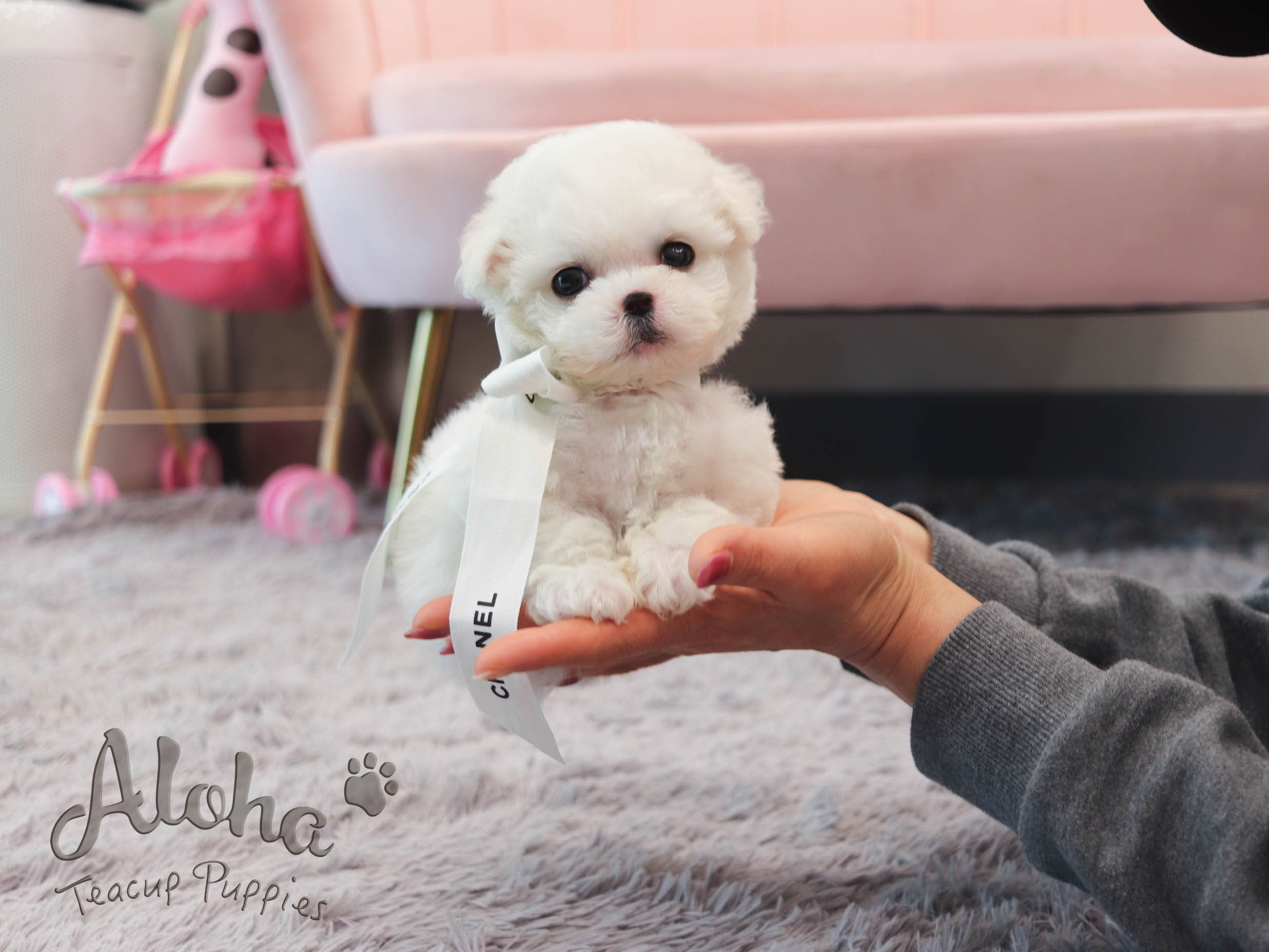 Grace [TEACUP Bichon]