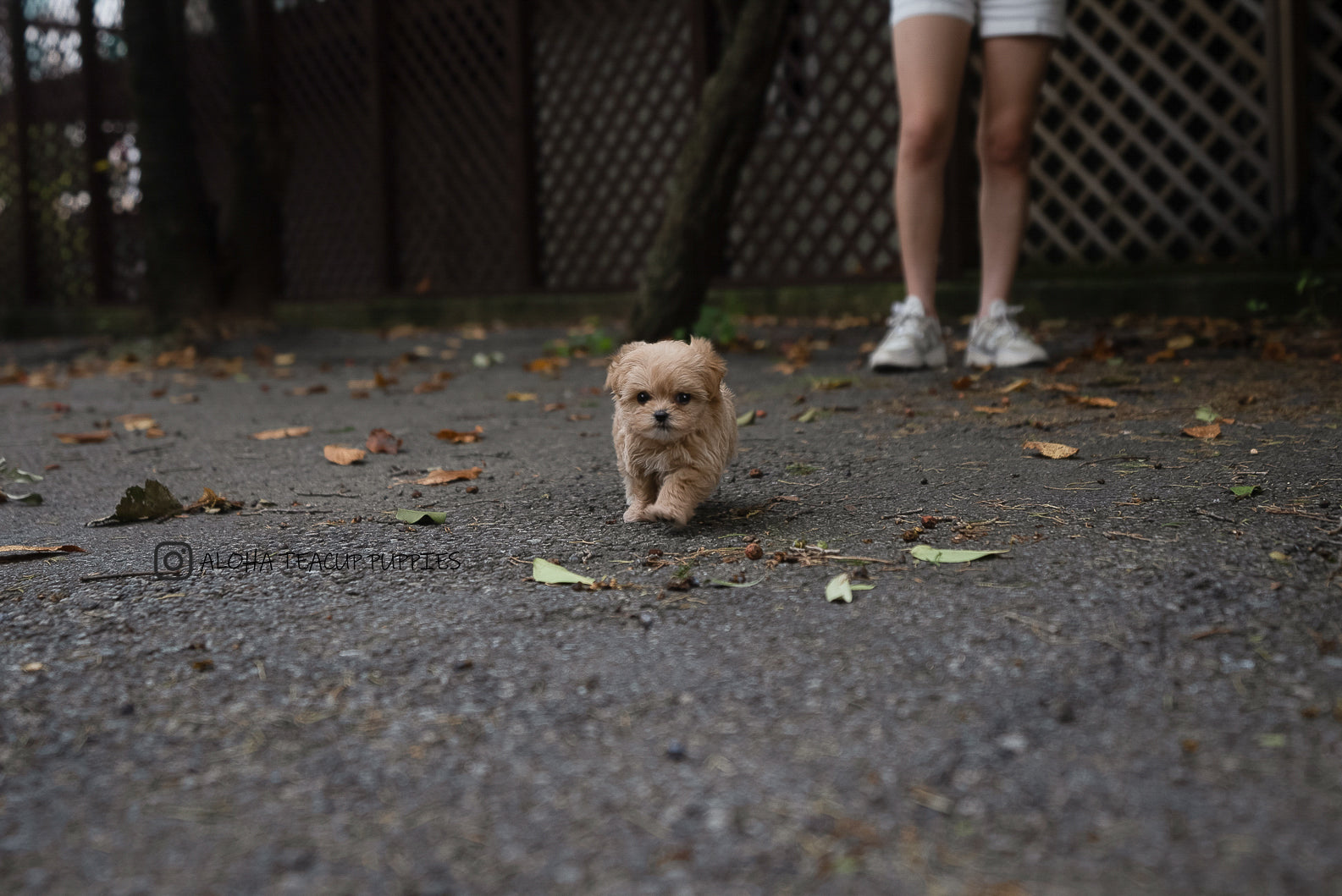 Fendi [TEACUP MALTIPOO]